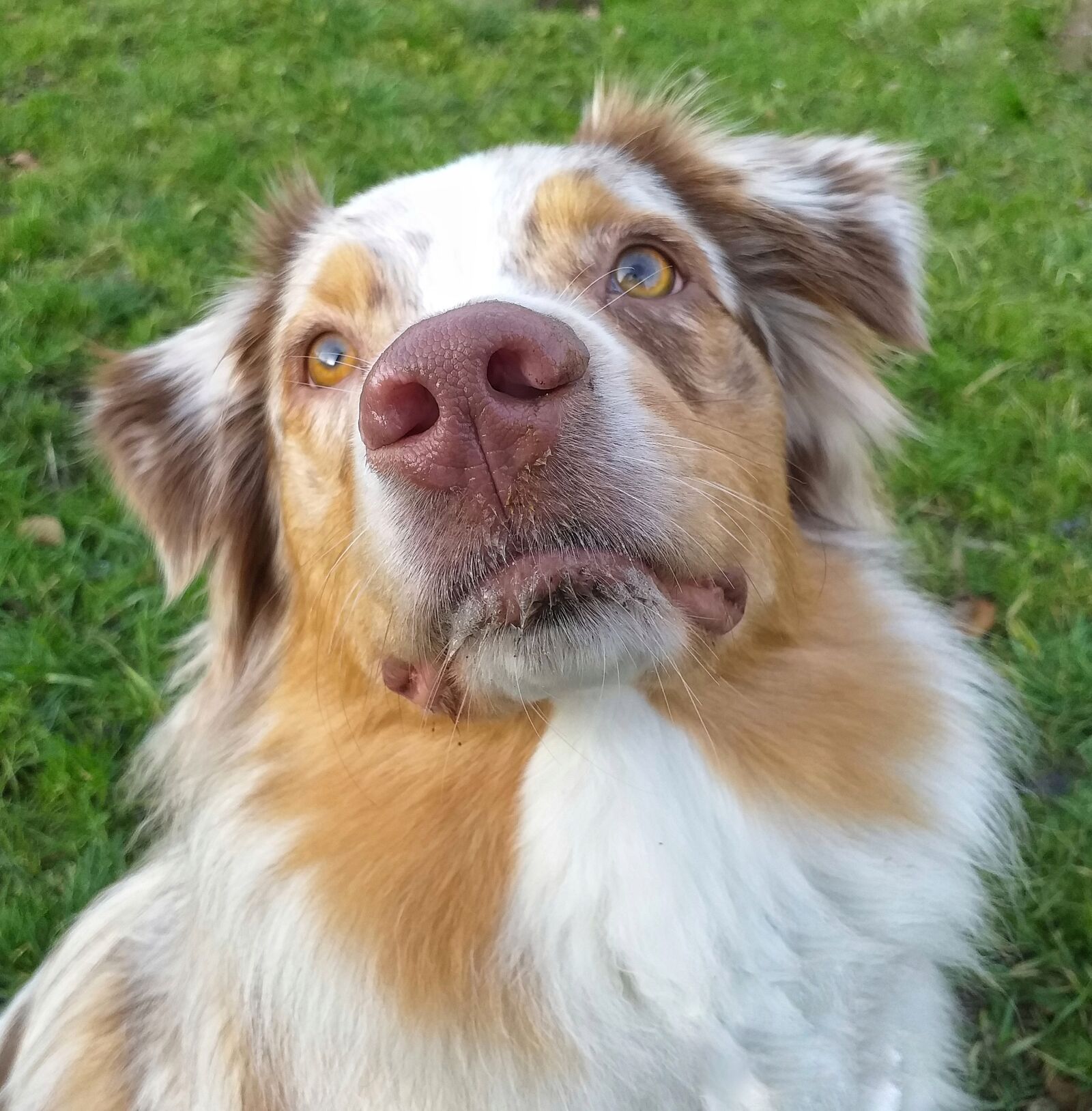 Samsung Galaxy J6+ sample photo. Dog, portrait, australian shepherd photography