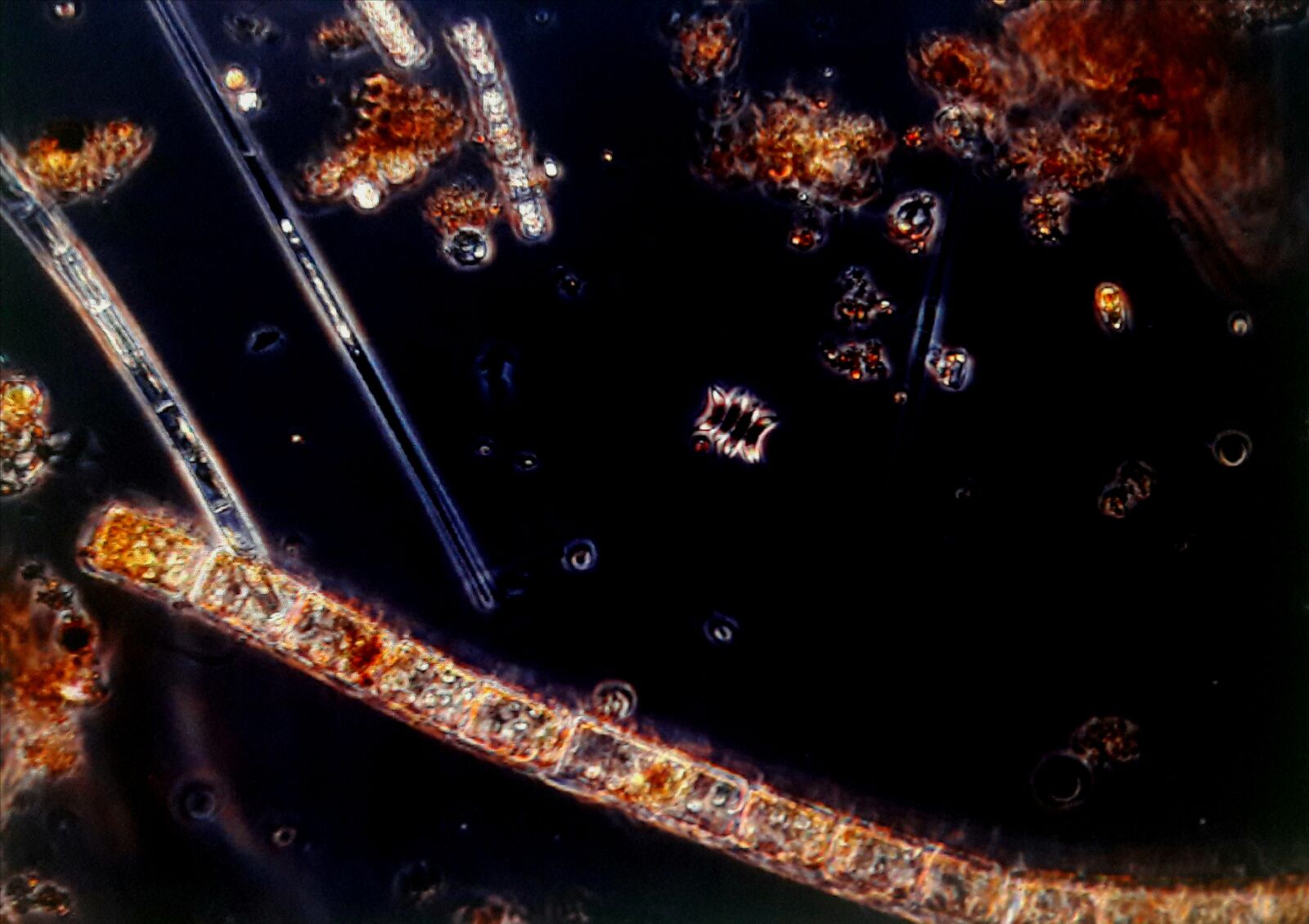 Samsung Galaxy A30 sample photo. Algae, phytoplankton, needle photography