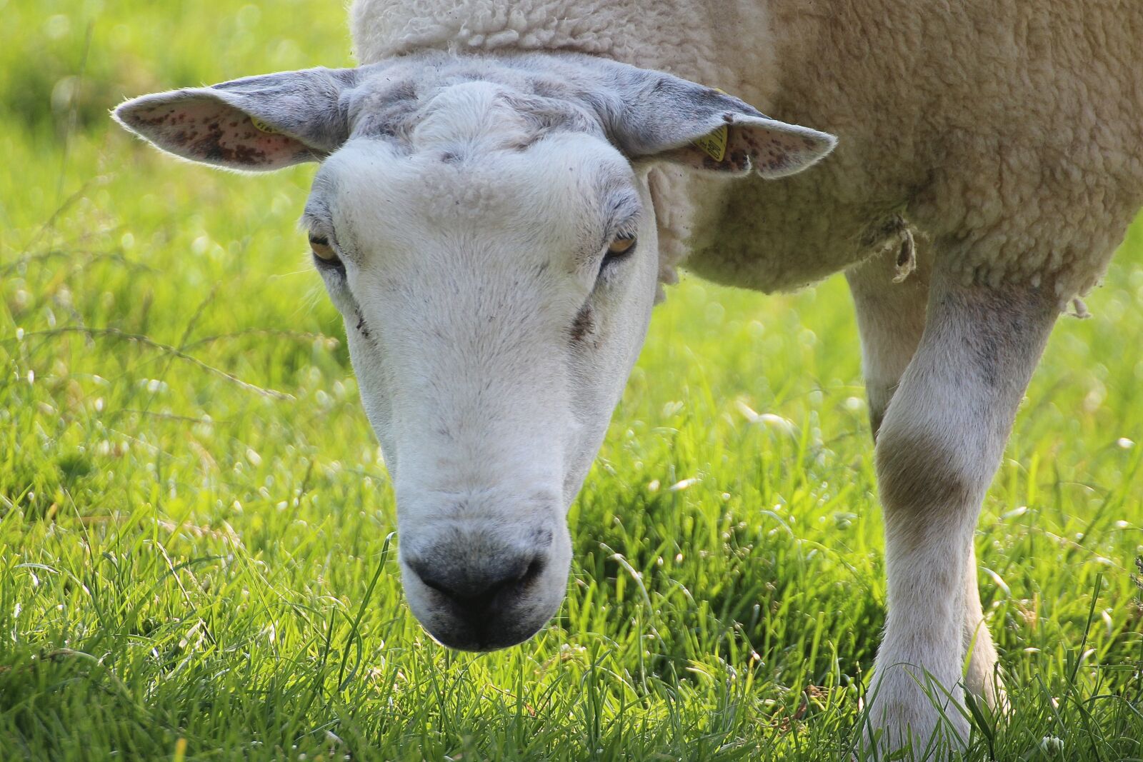 Canon EOS 600D (Rebel EOS T3i / EOS Kiss X5) sample photo. Sheep, cheerful, happy photography