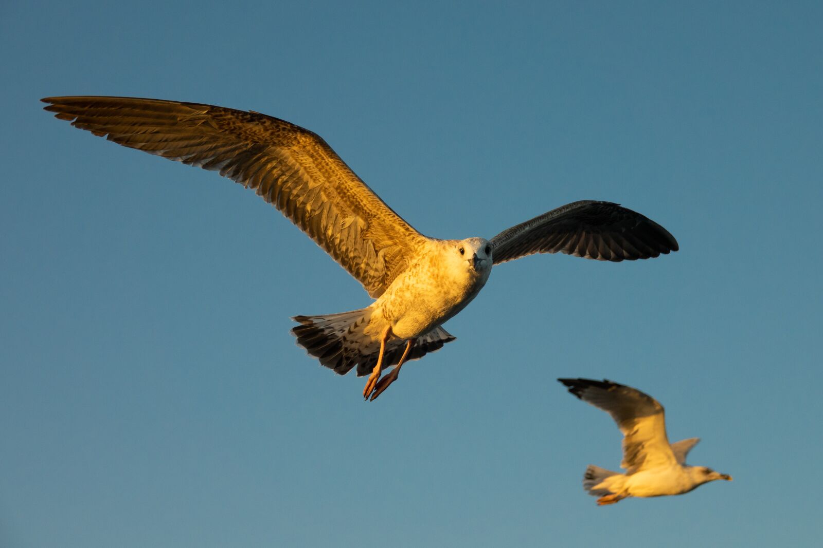 Sony Cyber-shot DSC-RX10 III sample photo. Seagull, gulls, flight photography