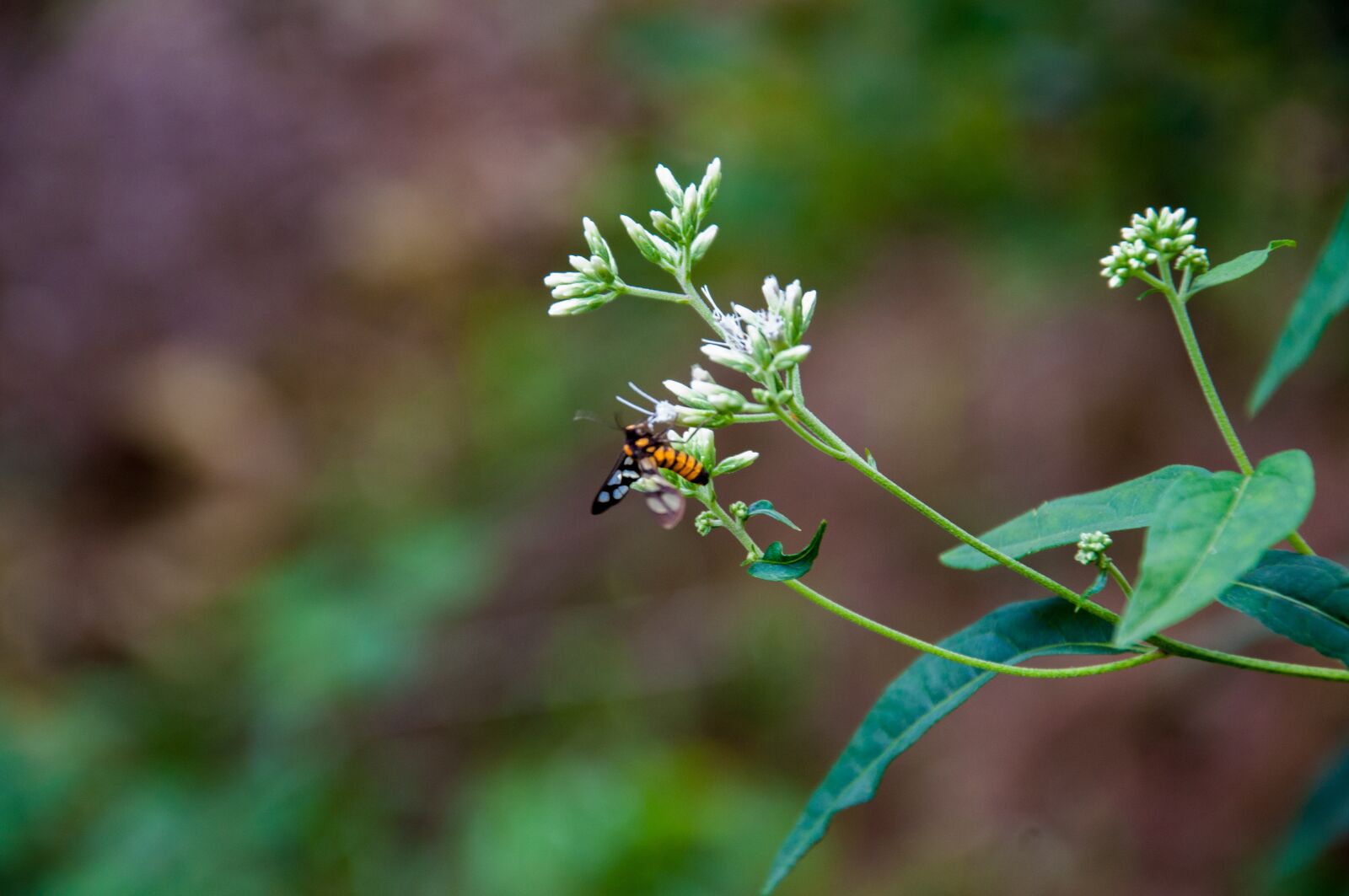 Nikon D90 sample photo. Green, leaf, plant photography
