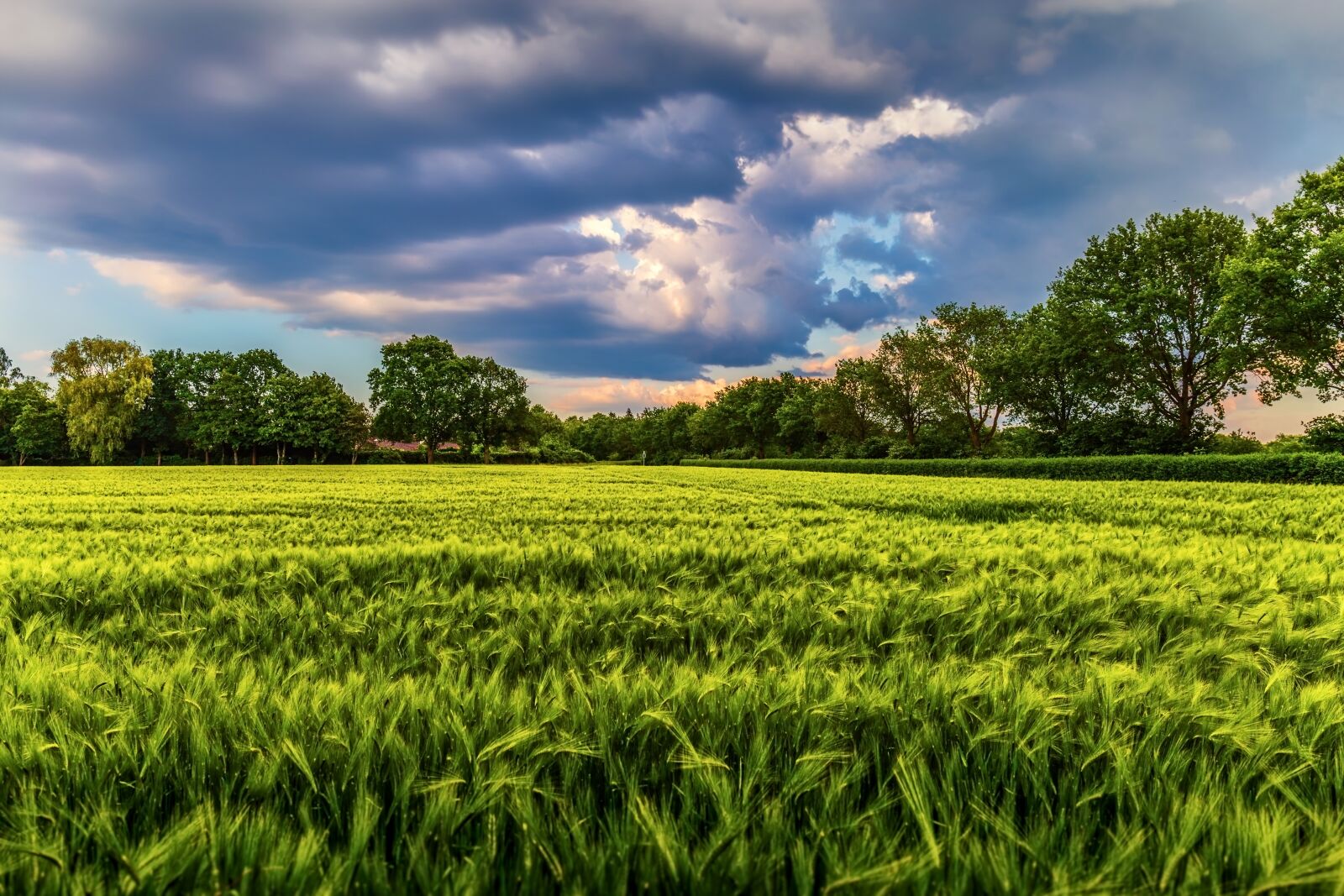 Canon EF 24-70mm F4L IS USM sample photo. Field, crop, storm photography