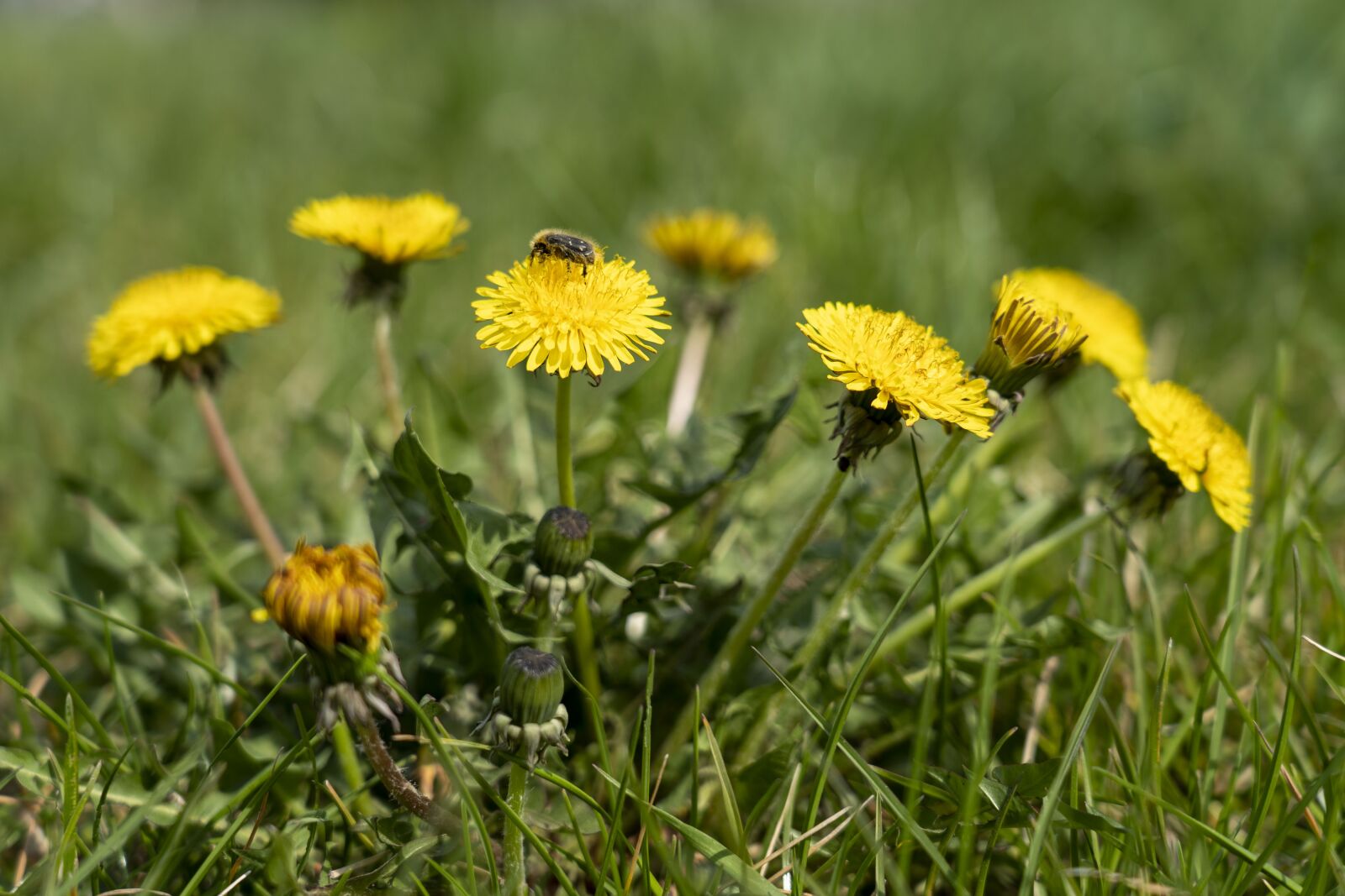Sony FE 24-105mm F4 G OSS sample photo. Dandelion, dandelions, nature photography