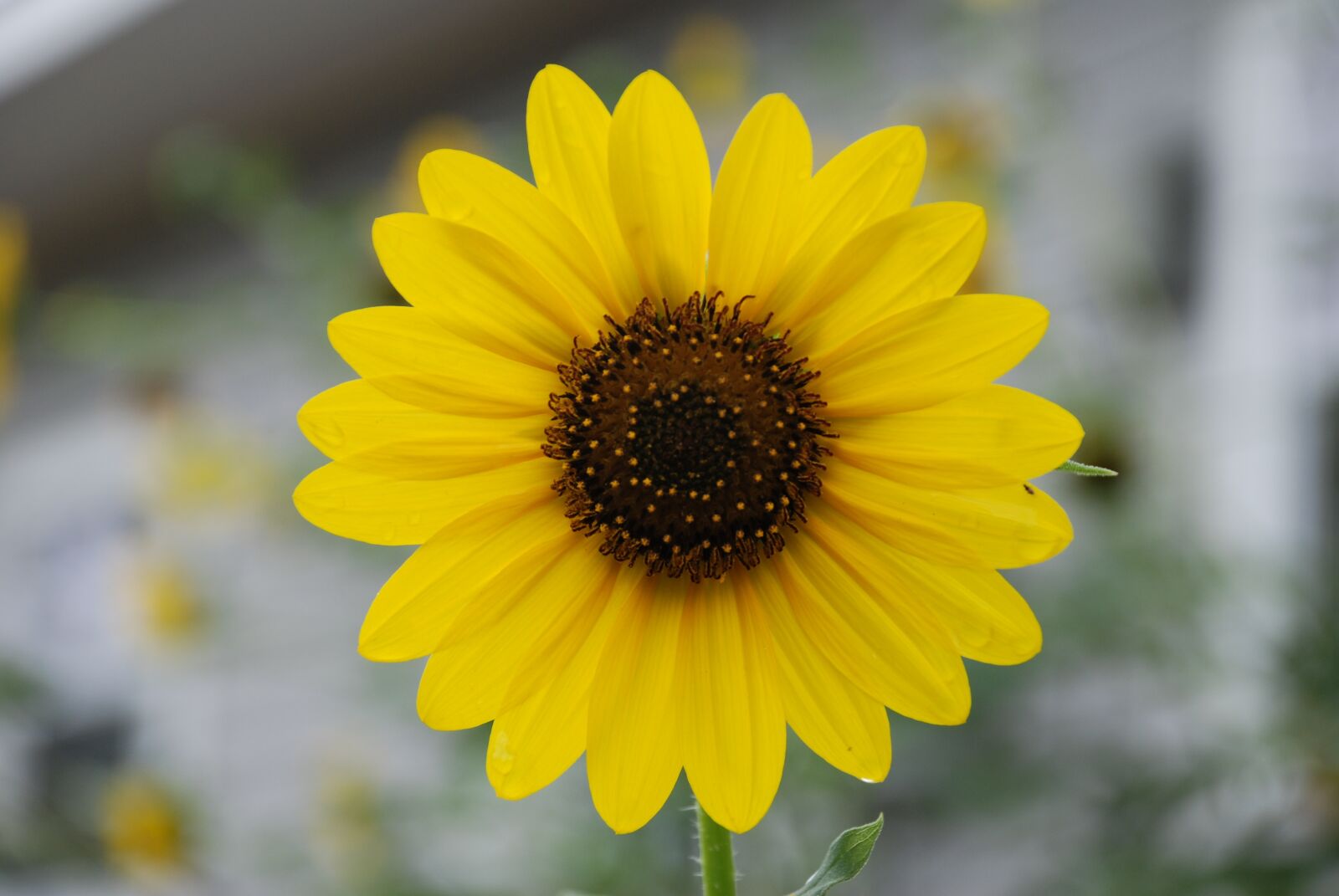 Nikon D80 sample photo. Sunflower, yellow flower, yellow photography