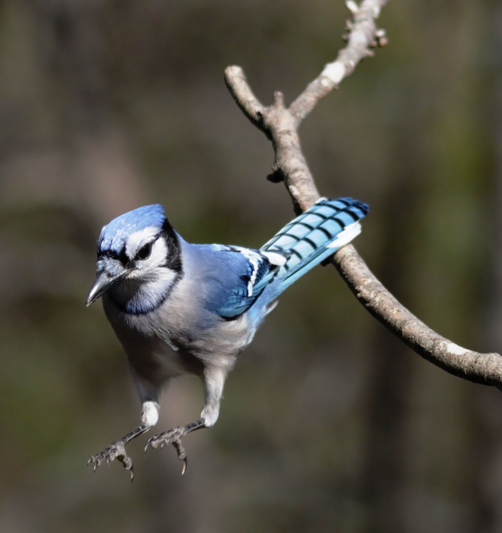 Canon EOS 70D sample photo. Blue jay, birding, bird photography