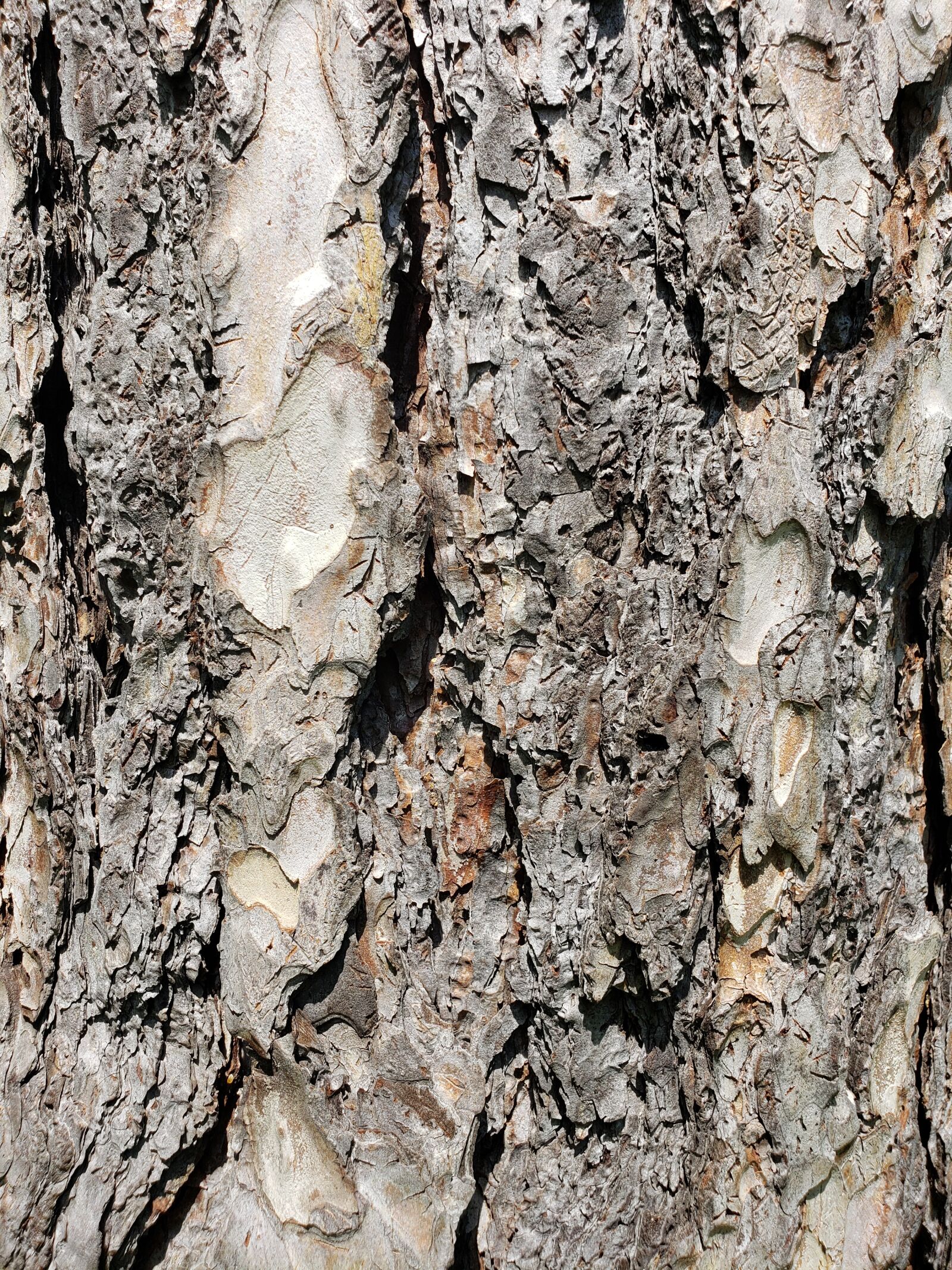 Samsung Galaxy S9+ sample photo. Tree, bark, rough photography