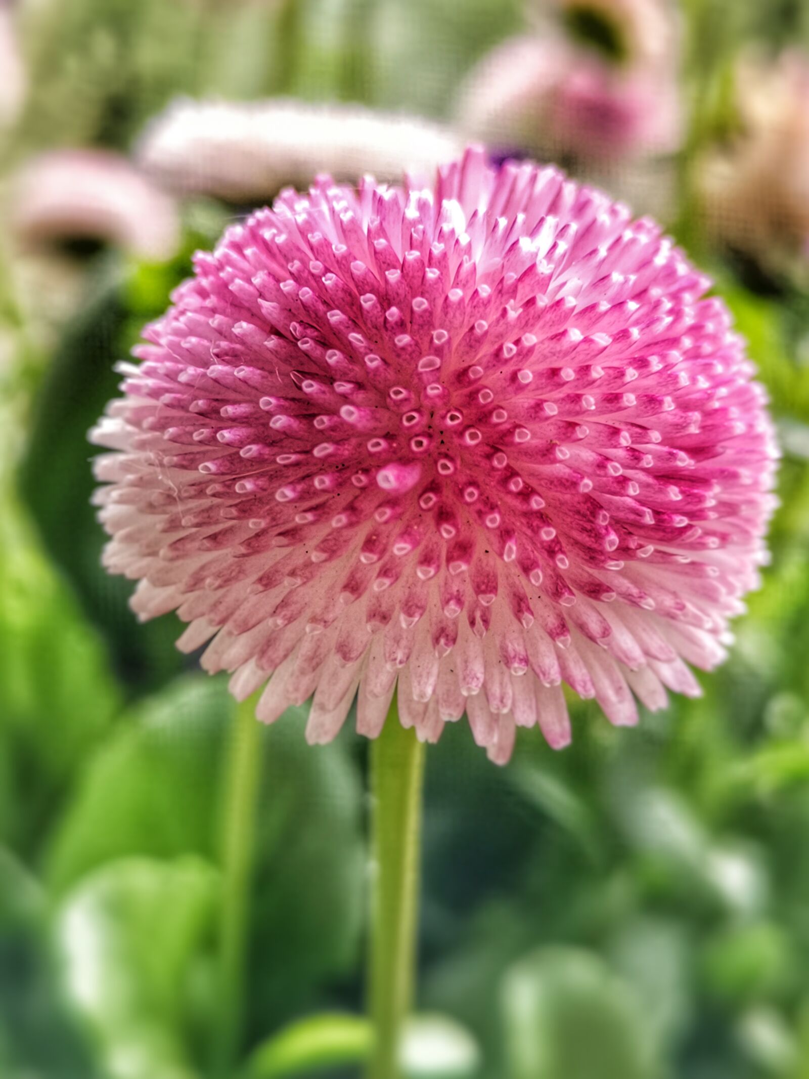 HUAWEI P20 sample photo. Flower, spring, balcony photography