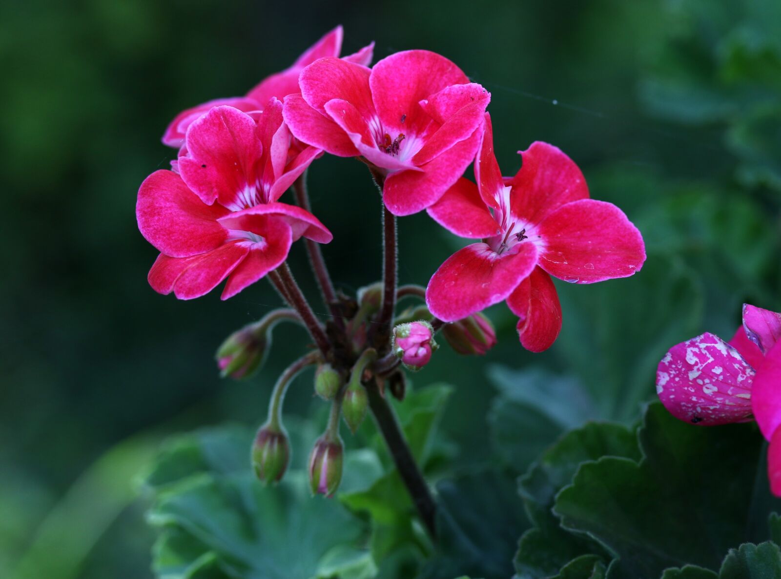 Canon EF-S 60mm F2.8 Macro USM sample photo. Geranium, pink, flower photography