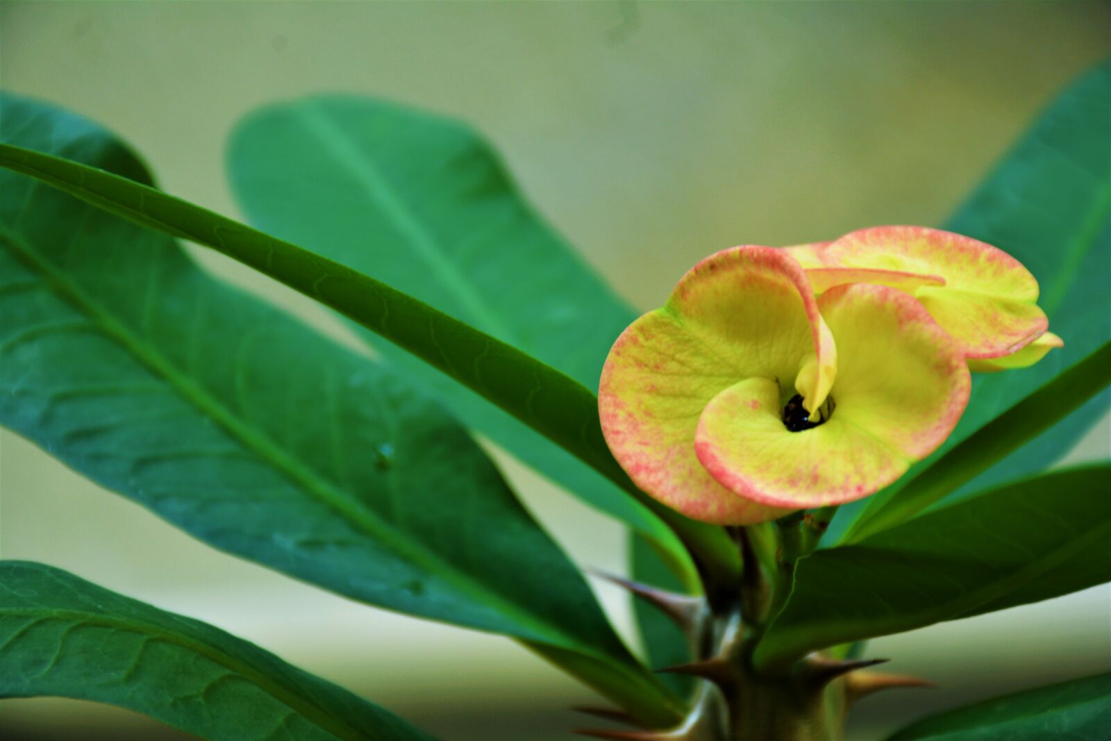 Nikon D5200 sample photo. Indoor plant, green plant photography