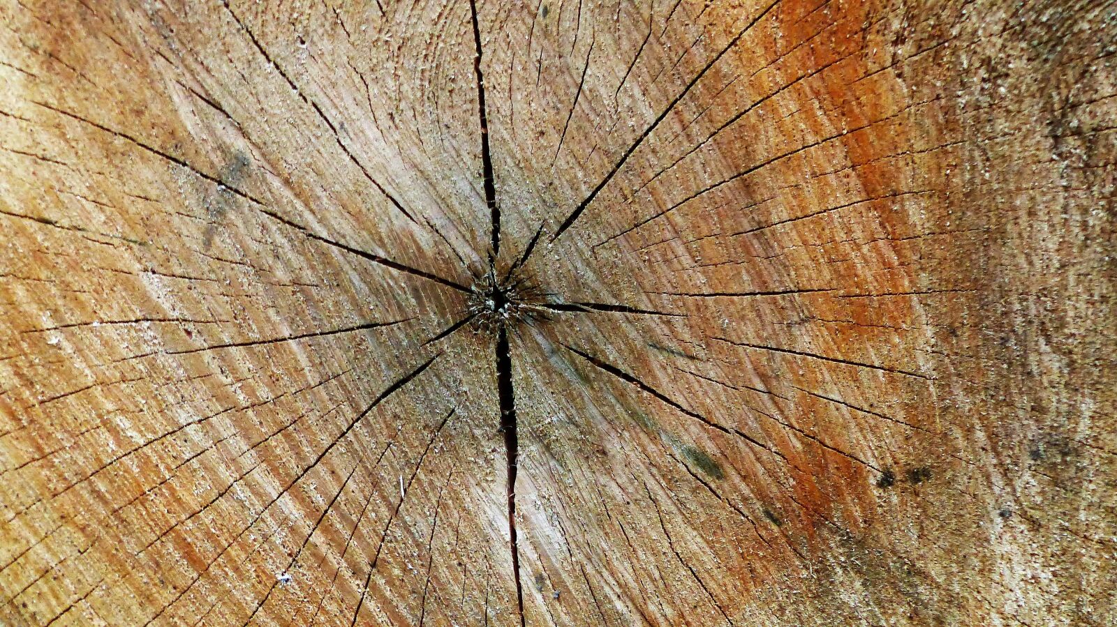 Panasonic Lumix DMC-FZ200 sample photo. Wood, tree, at the photography