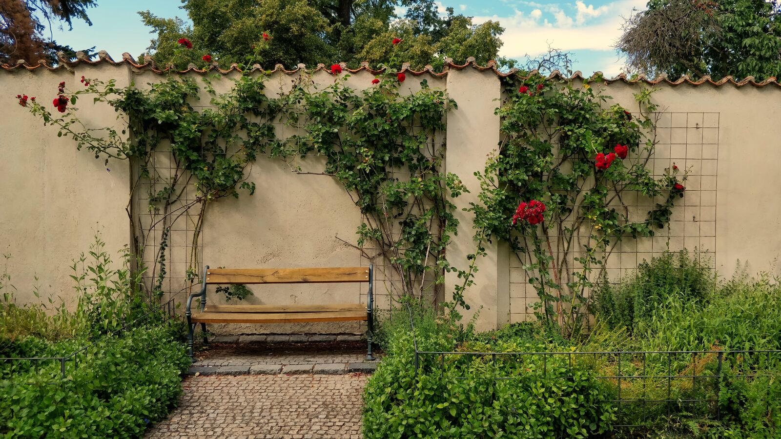 OnePlus 5 sample photo. Rose, bench, wall photography