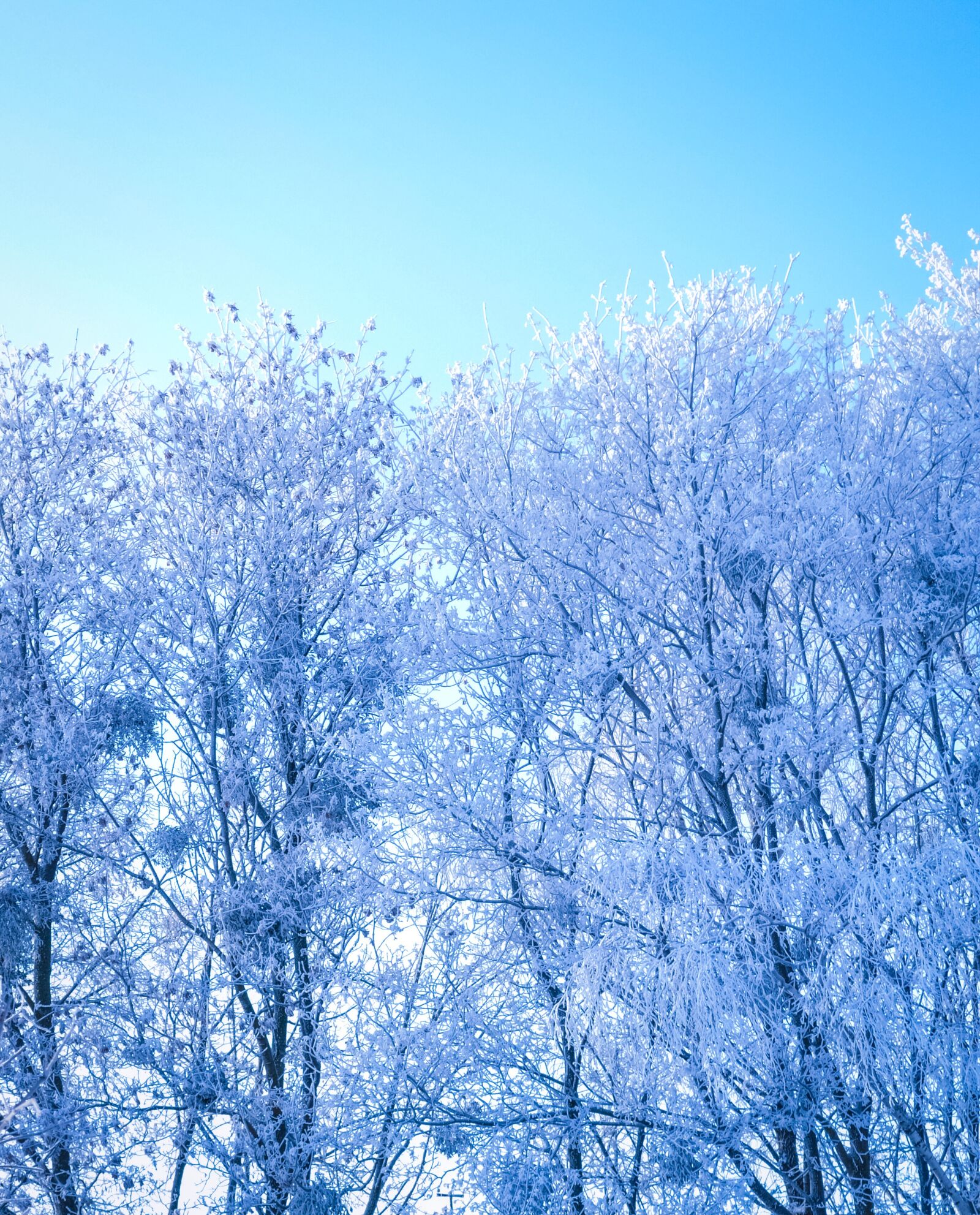 Nikon D3100 sample photo. Winter, cold, snow photography