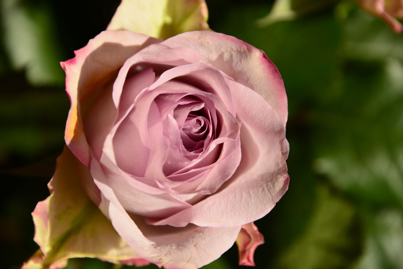 Nikon D800 sample photo. Pink, flower, nature photography