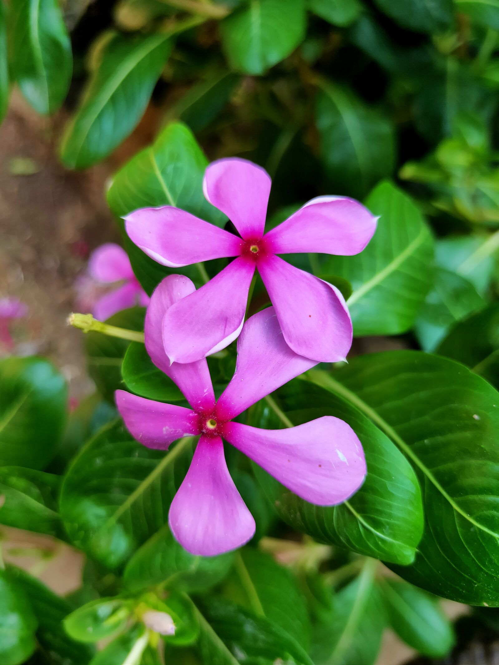 Realme 3 PRO sample photo. Flower, green, leaf baromasi photography
