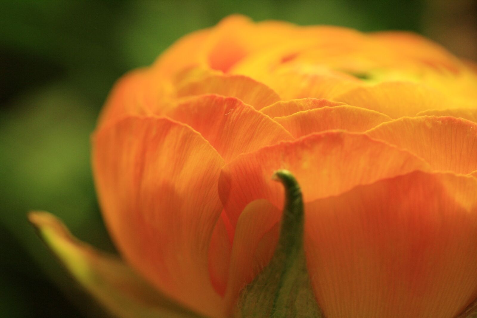 Canon EOS 400D (EOS Digital Rebel XTi / EOS Kiss Digital X) sample photo. Flower, ranunculus, petals photography