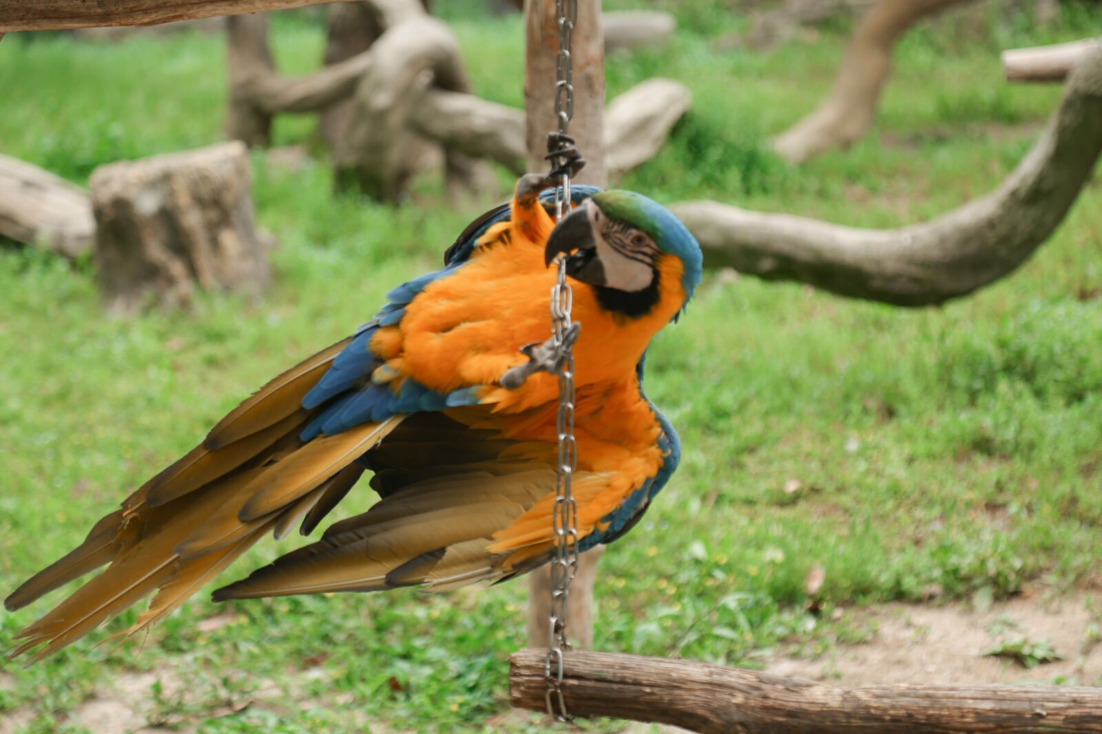 Canon EF 24-105mm F4L IS USM sample photo. Animal, zoo, dangerous photography