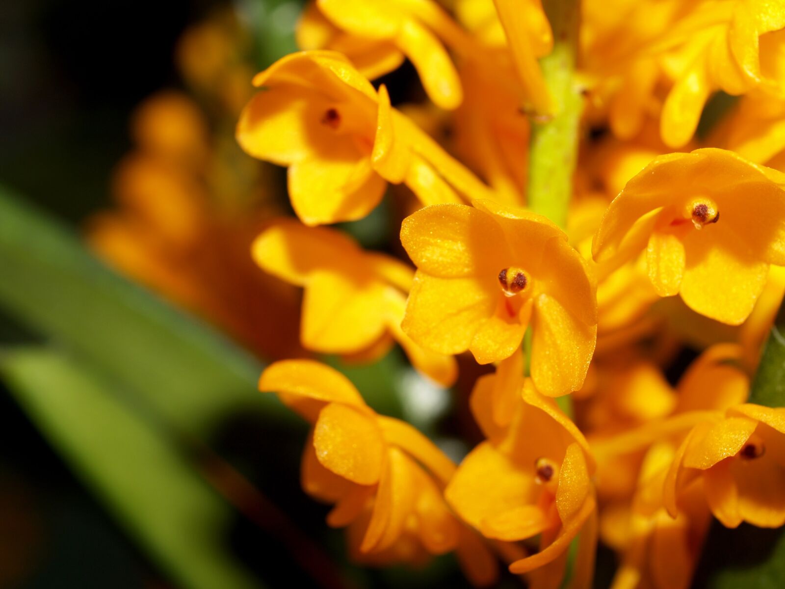 Olympus E-300 (EVOLT E-300) sample photo. Orchid, flower, bright photography