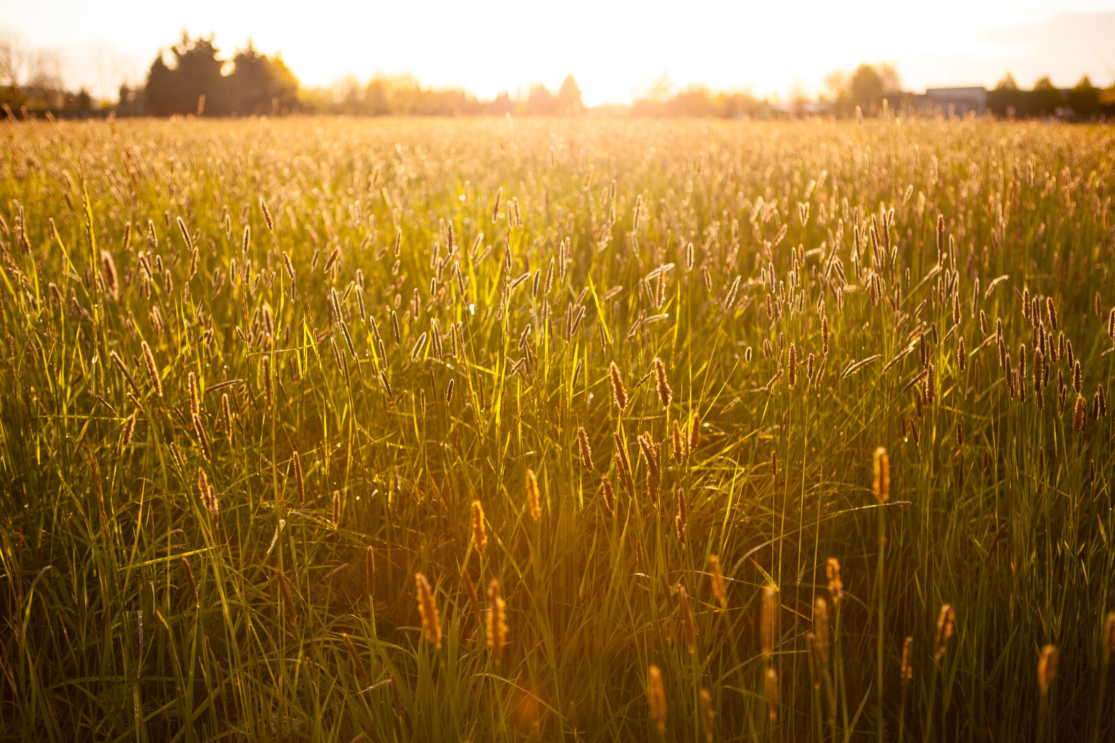 Canon EF 24-70mm F2.8L USM sample photo. Agriculture, countryside, crop, cropland photography