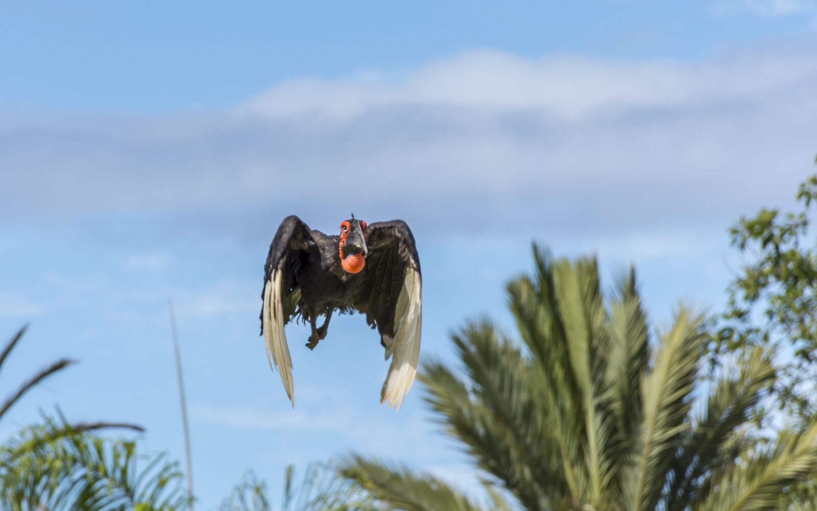 Nikon D7200 sample photo. Bird, raptor, animal photography