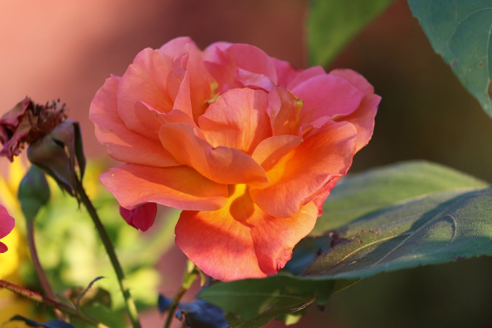 Canon EOS 200D (EOS Rebel SL2 / EOS Kiss X9) + Canon EF-S 55-250mm F4-5.6 IS II sample photo. Rose, orange rose, flower photography