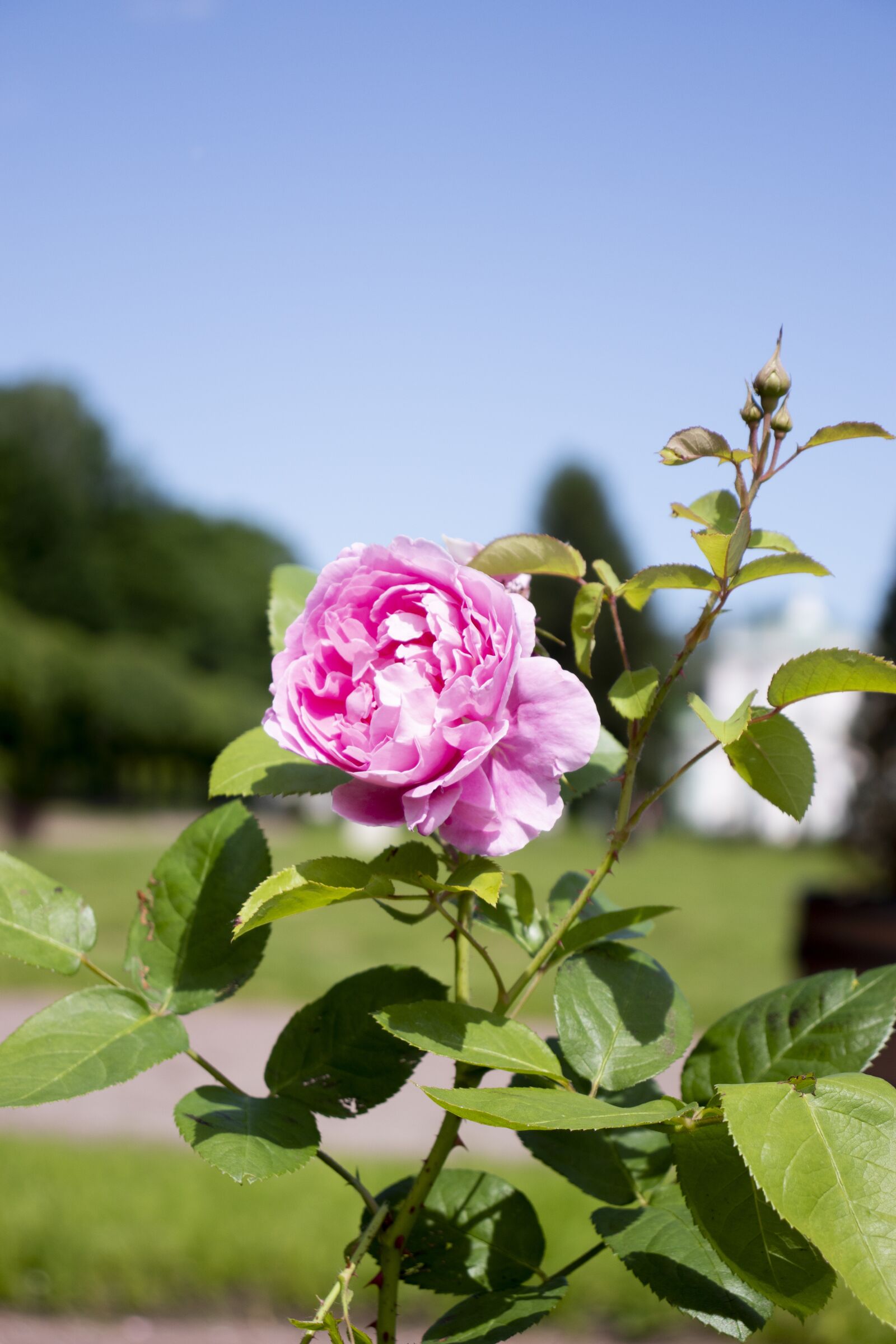 Canon EF-S 18-55mm F4-5.6 IS STM sample photo. Rose, flower rose, flower photography