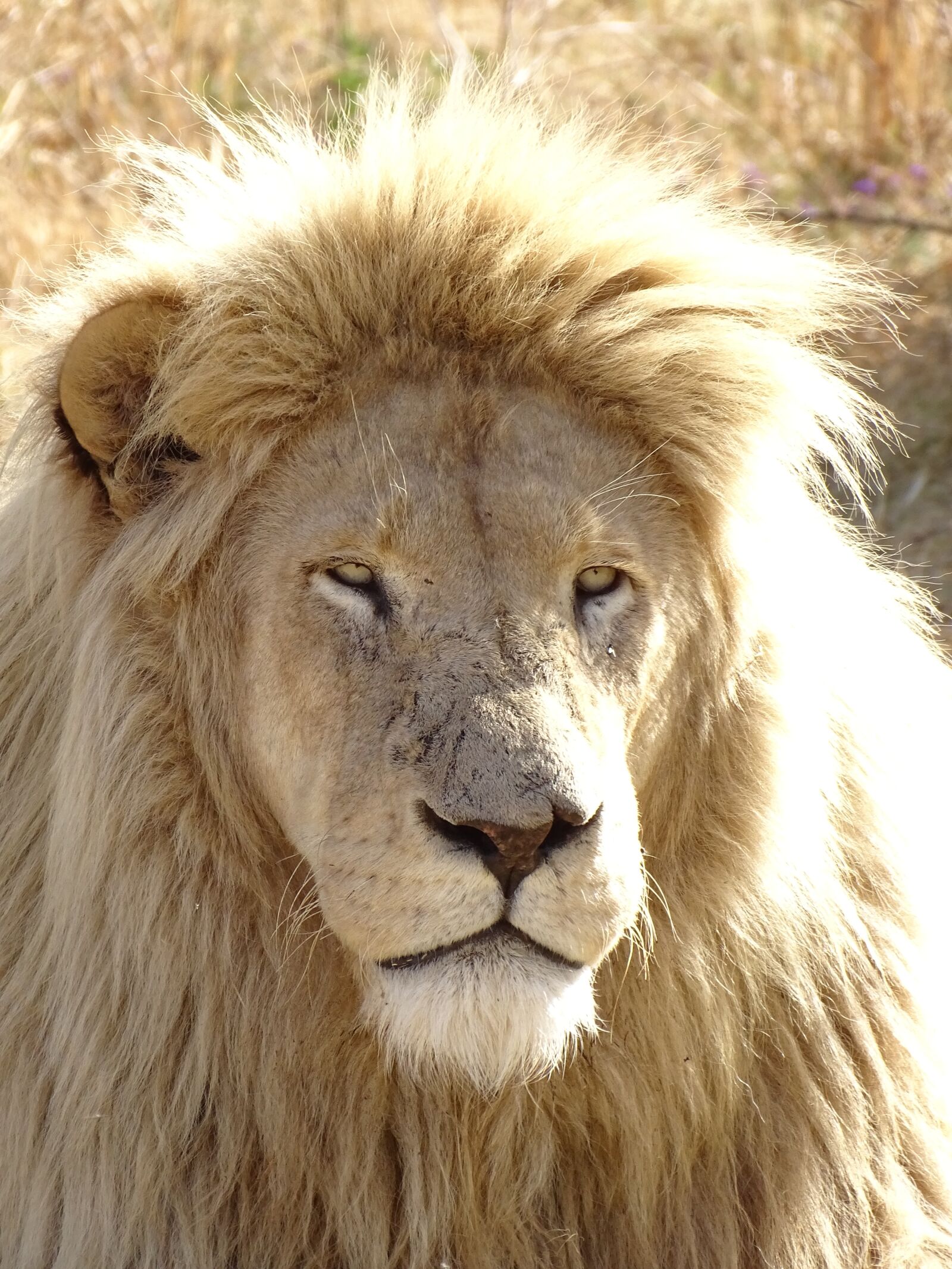 Sony Cyber-shot DSC-HX400V sample photo. Lion, white, white lion photography