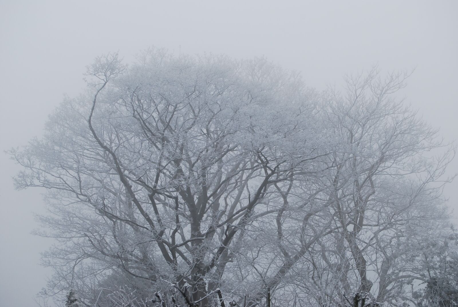 Nikon D40X sample photo. Tree, fog, frost photography