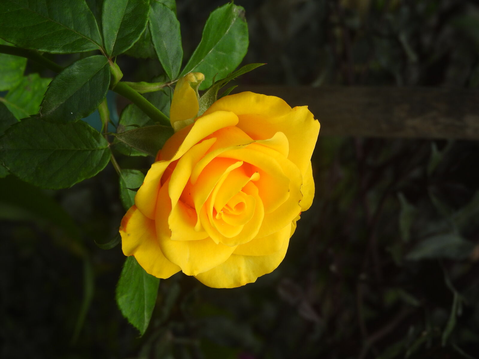 Nikon Coolpix P610 sample photo