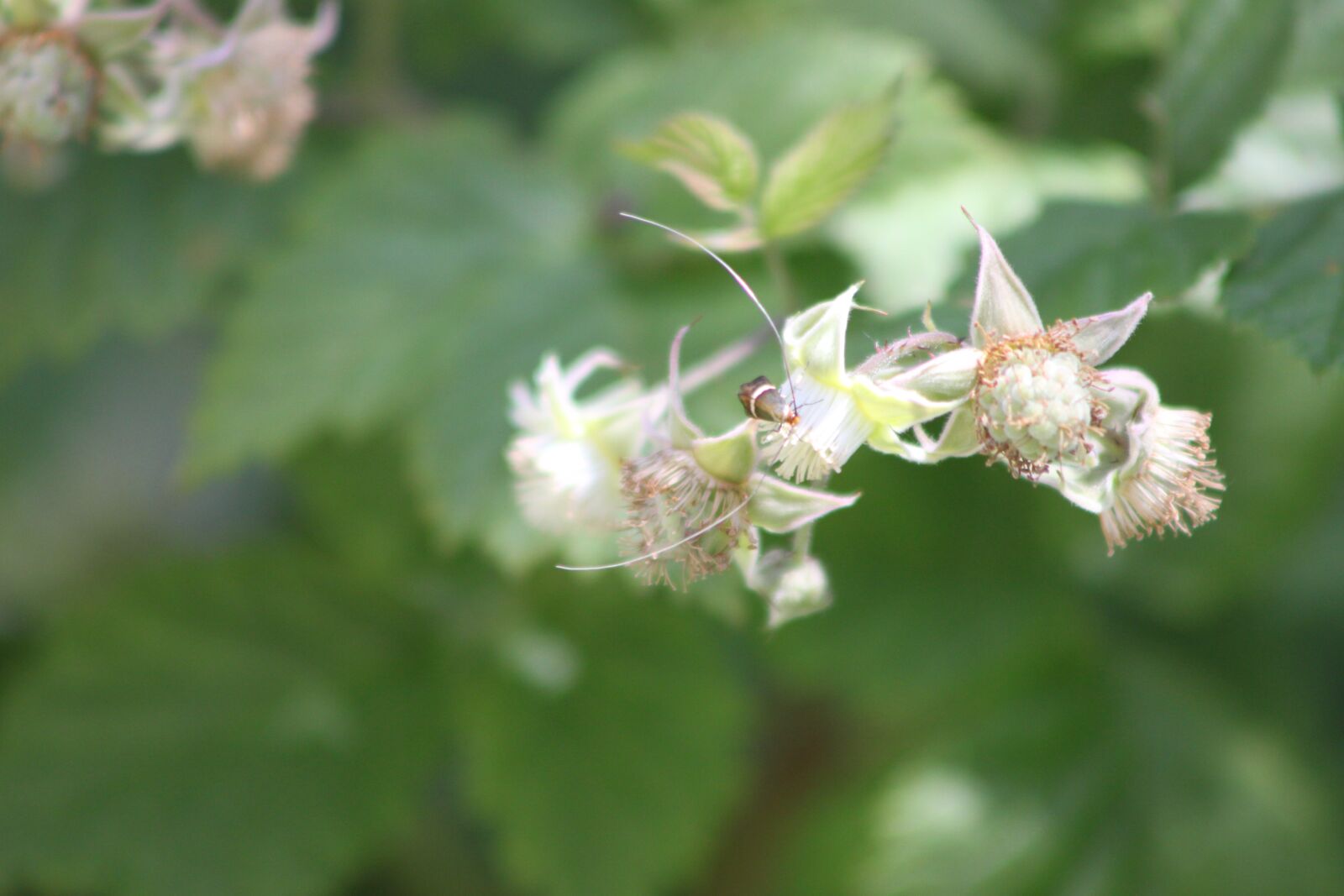 Canon EOS 500D (EOS Rebel T1i / EOS Kiss X3) sample photo. Insect, bug, spring photography