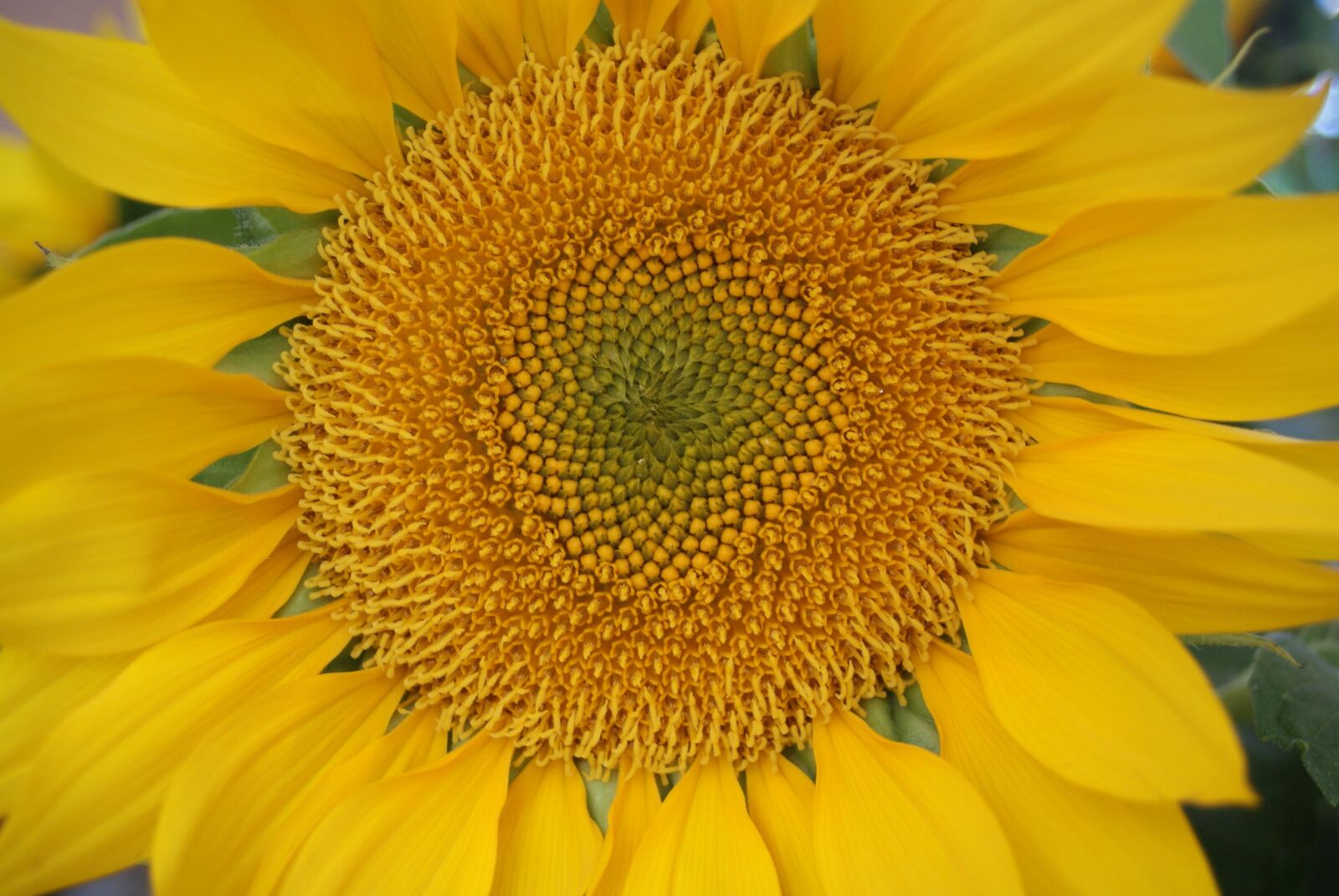 Sony Alpha DSLR-A300 sample photo. Sunflower, close-up, yellow flower photography
