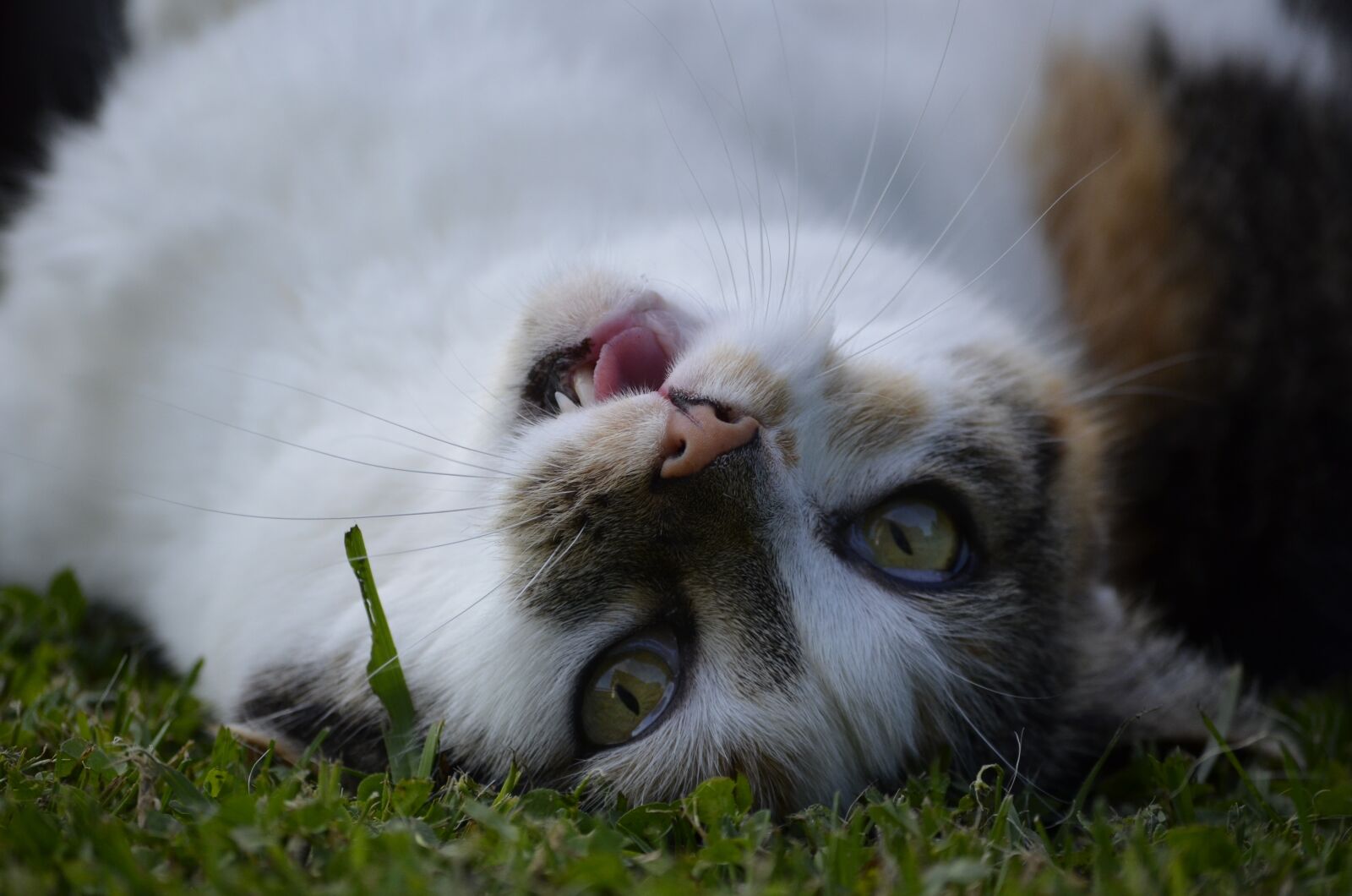 Nikon D5100 sample photo. Cat, funny, irr photography