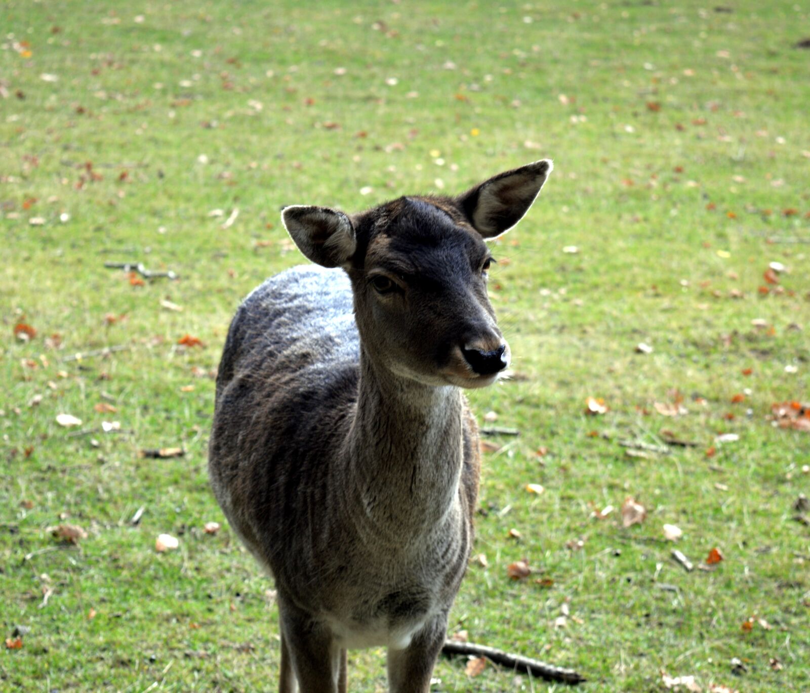 Nikon D3200 sample photo. Roe deer, wild, scheu photography