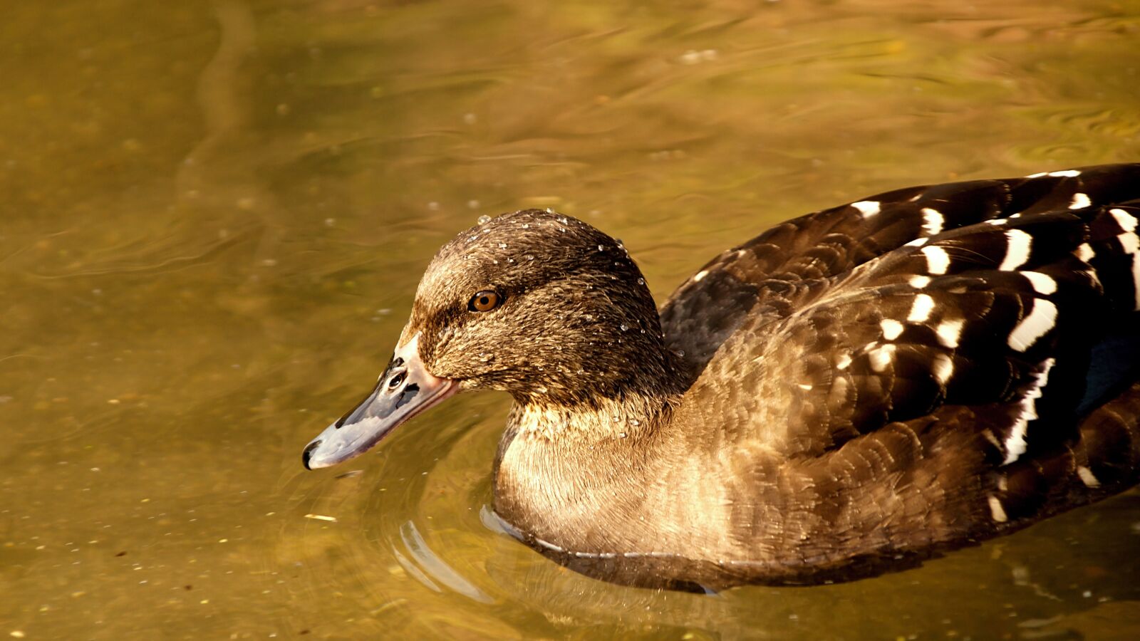 18.00 - 200.00 mm f/3.5 - 6.3 sample photo. Duck, water, ducks photography