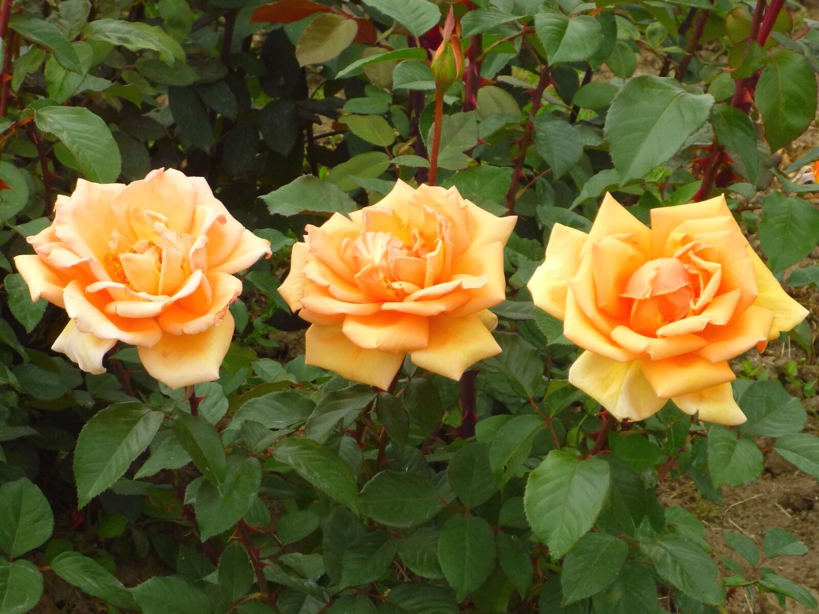 Panasonic Lumix DMC-S1 sample photo. Rose, flower, garden, flowering photography
