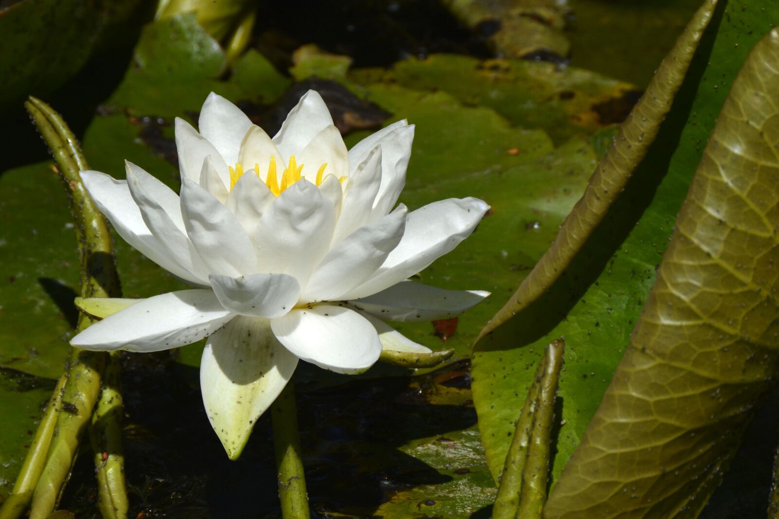 Nikon D7100 sample photo. Water lily, nature, pond photography