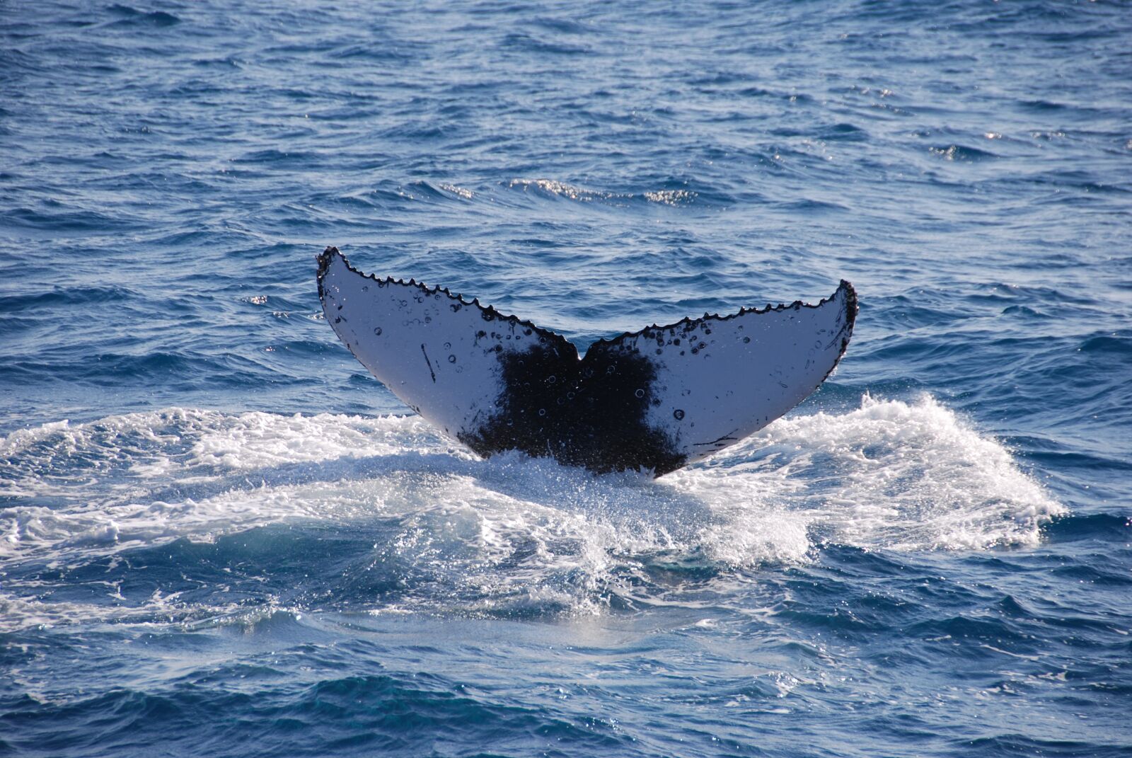 Nikon D80 sample photo. Wal, fin, sea photography