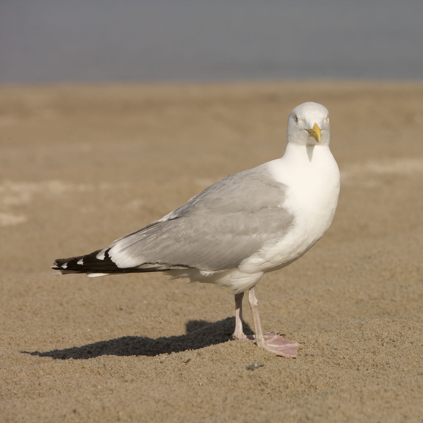 Canon EOS-1Ds Mark III sample photo. Seagull, beach, north sea photography