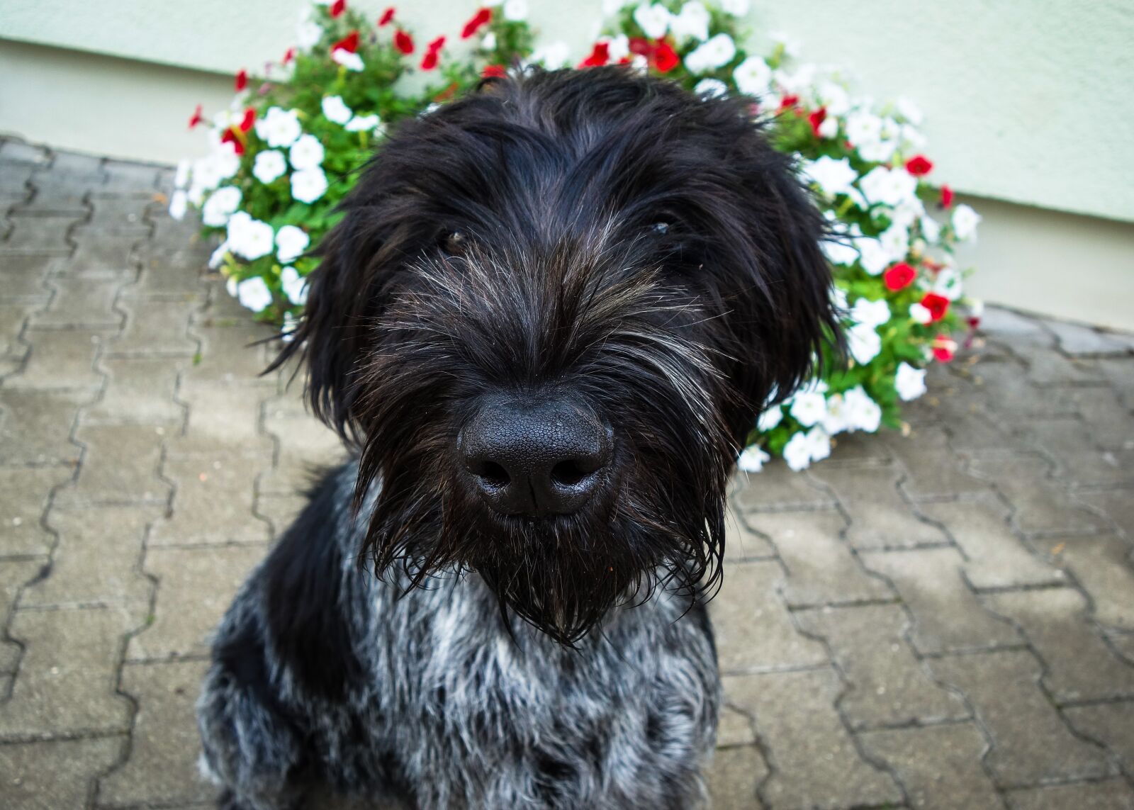 Sony Cyber-shot DSC-RX100 sample photo. Dog, black dog, german photography