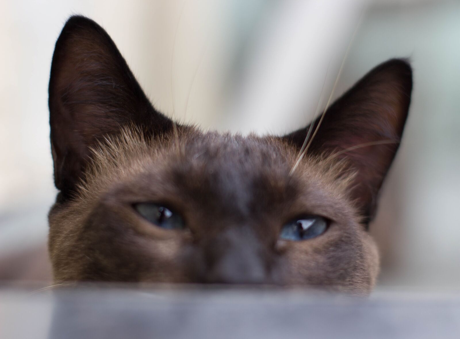 Canon EOS 60D sample photo. Cat, feline, domestic photography
