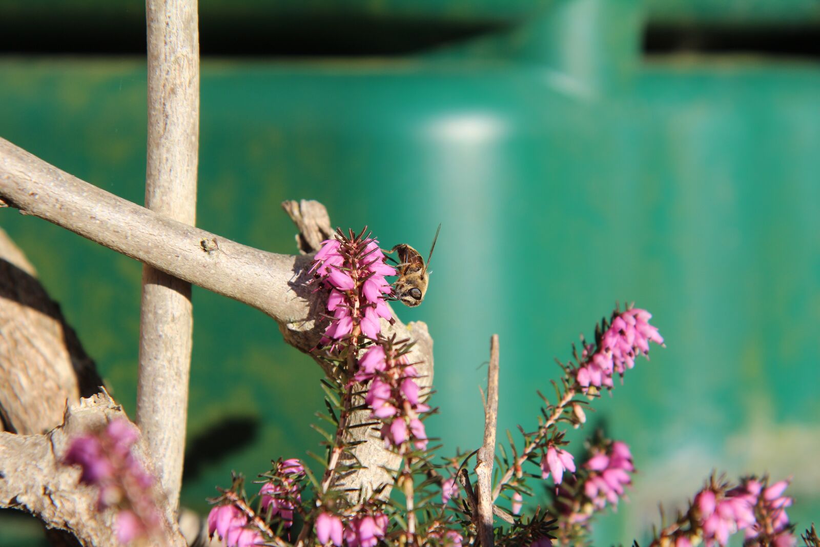 Canon EOS 600D (Rebel EOS T3i / EOS Kiss X5) sample photo. Heather, heather pink, bee photography