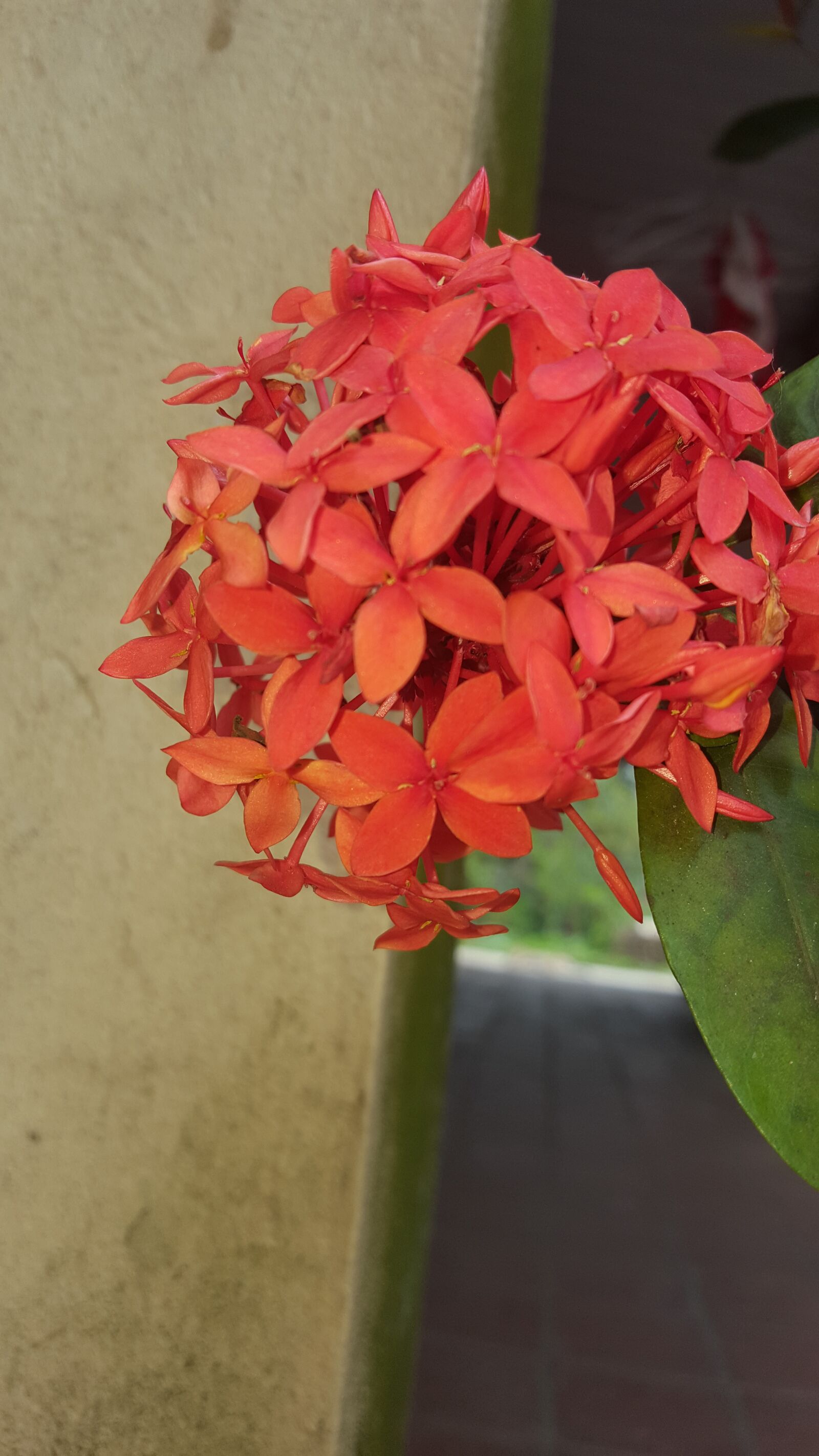 Samsung GALAXY S6 edge sample photo. Flower, car, airport photography