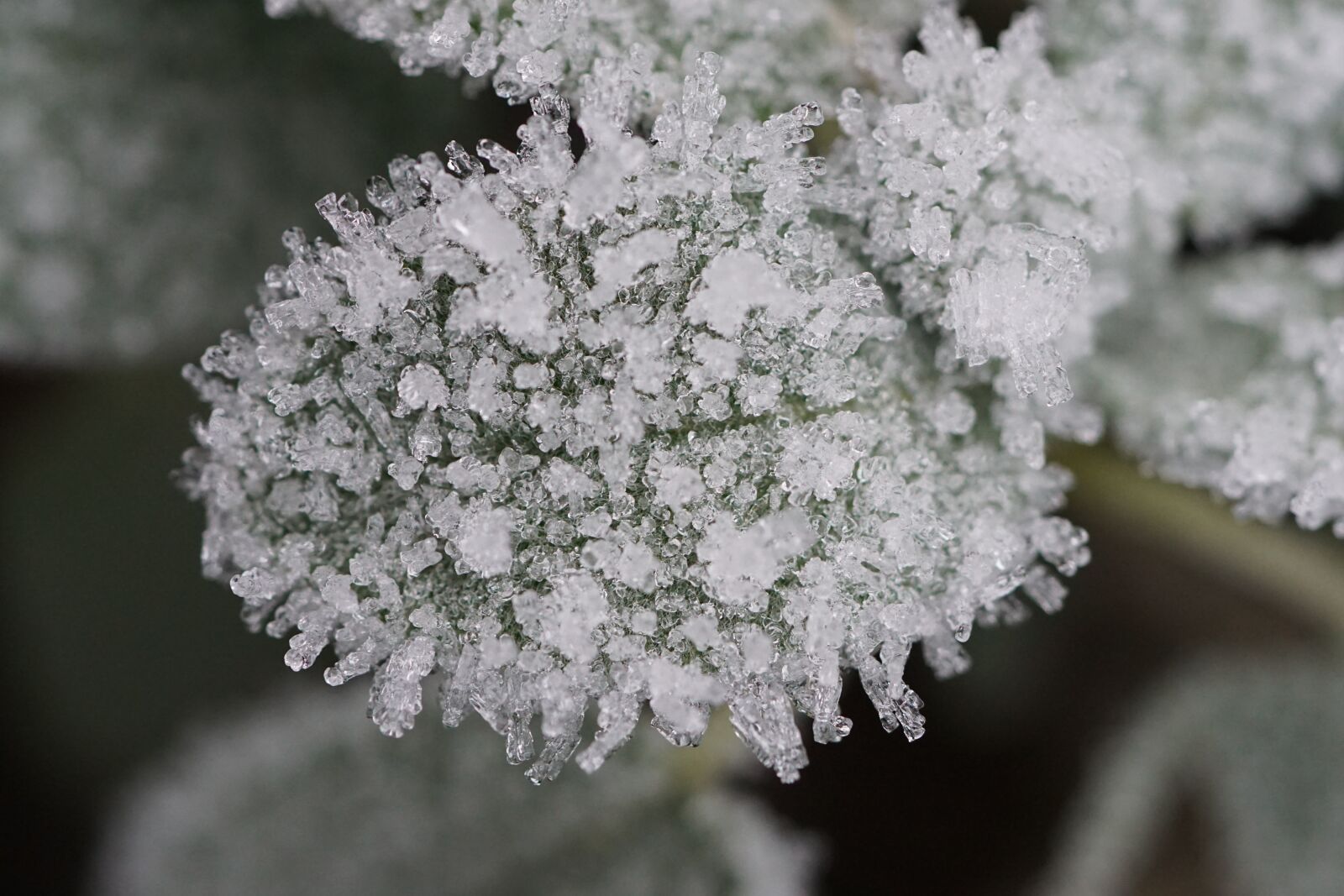 Sony a6000 sample photo. Frost, ice, leaf photography
