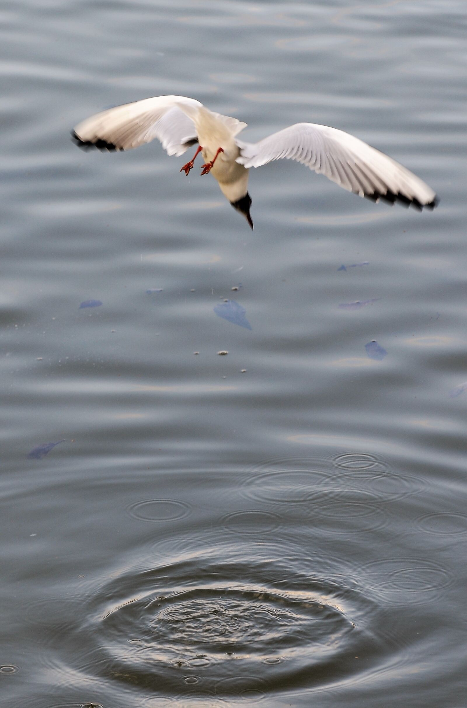 Nikon D300 sample photo. Seagull, fishing, flight photography