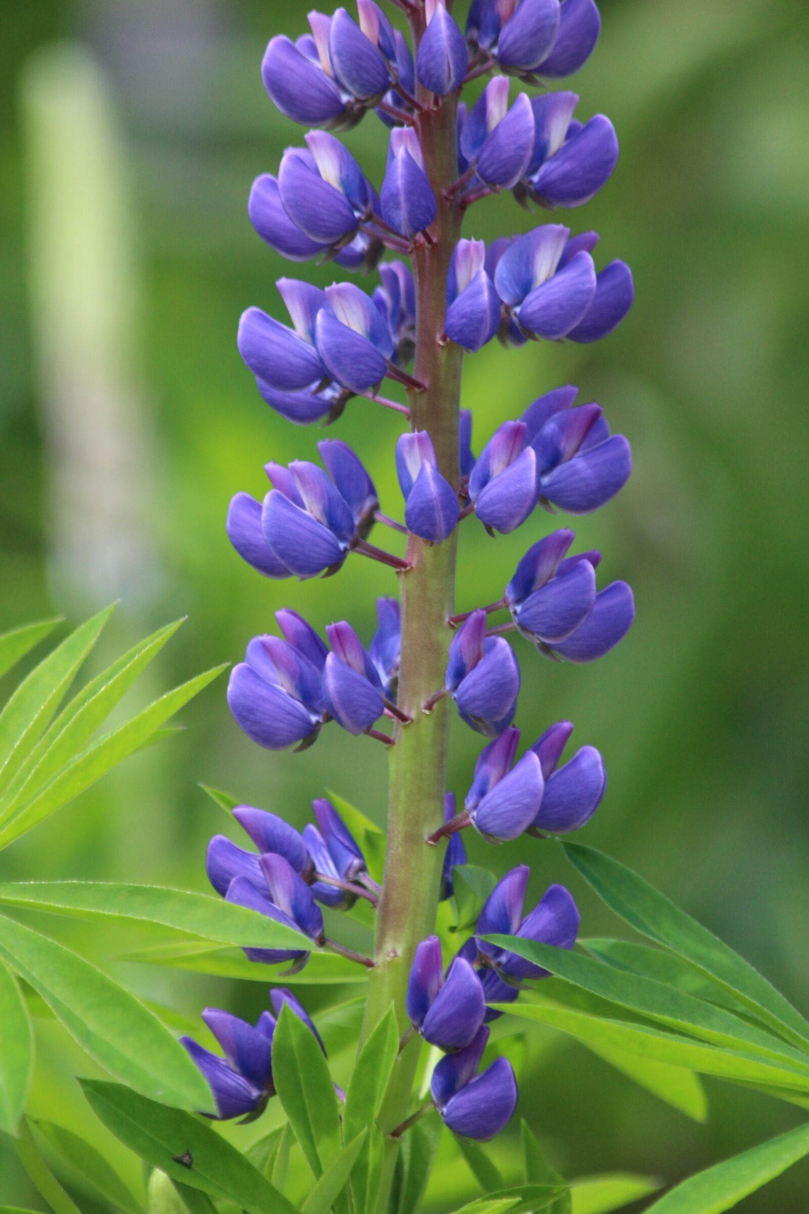 Canon EOS 650D (EOS Rebel T4i / EOS Kiss X6i) sample photo. Lupine, flower, nature photography