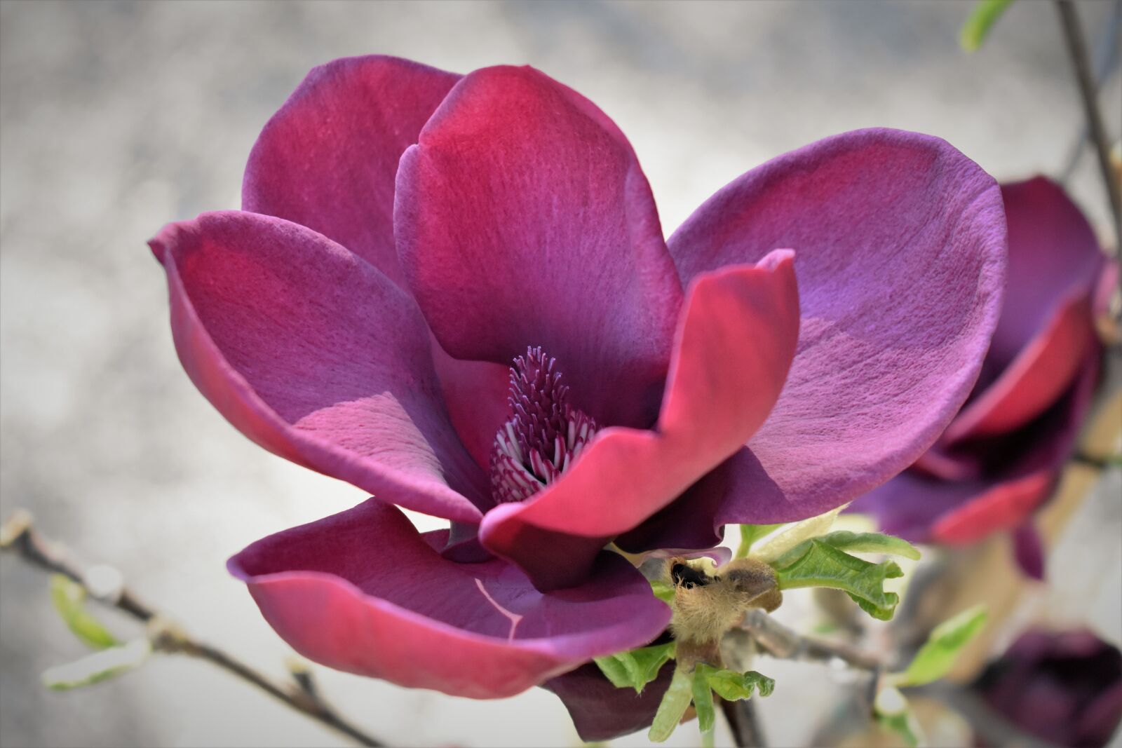 Nikon D5500 sample photo. Magnolia, blossom, bloom photography