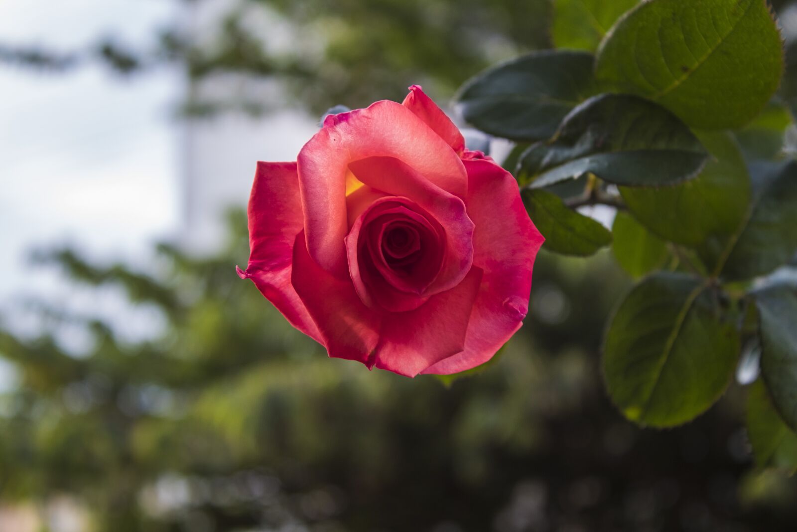 Canon EOS 1300D (EOS Rebel T6 / EOS Kiss X80) sample photo. Rose, garden, bloom photography