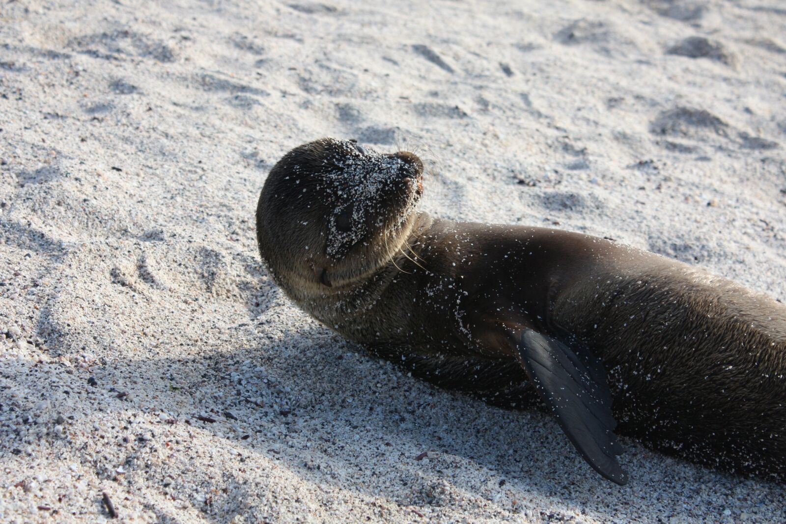 Canon EOS 450D (EOS Rebel XSi / EOS Kiss X2) sample photo. Galapagos, sealion, sea lion photography