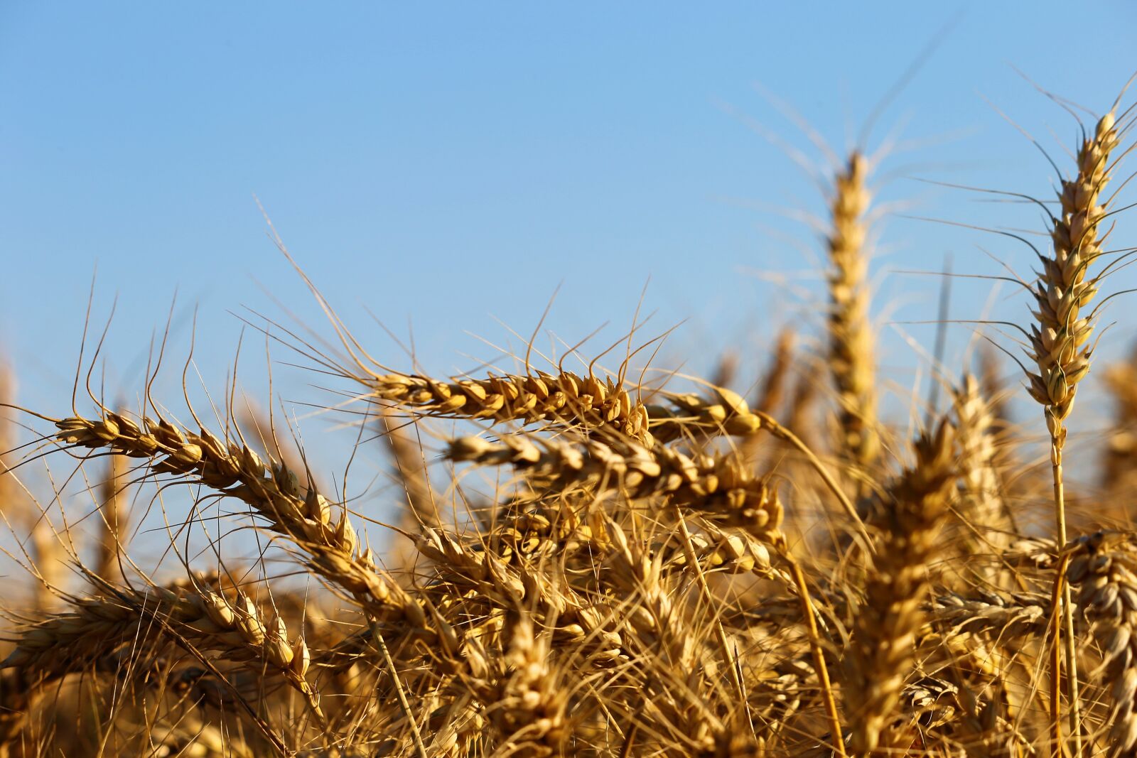 Canon EF 70-300 F4-5.6 IS II USM sample photo. Agriculture, wheat, plant photography