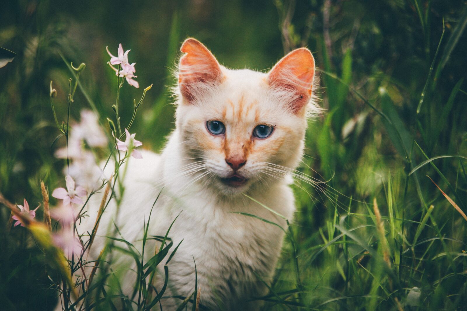 Canon EF 70-200mm F2.8L IS II USM sample photo. Cat, animal, kitten photography