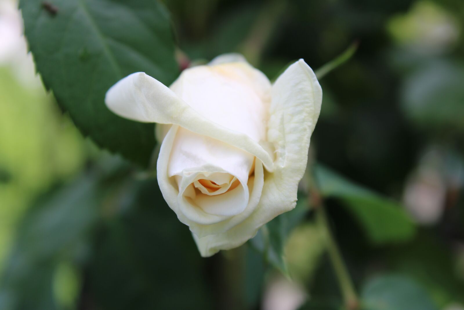 Canon EOS 2000D (EOS Rebel T7 / EOS Kiss X90 / EOS 1500D) sample photo. Rose, white, flower photography